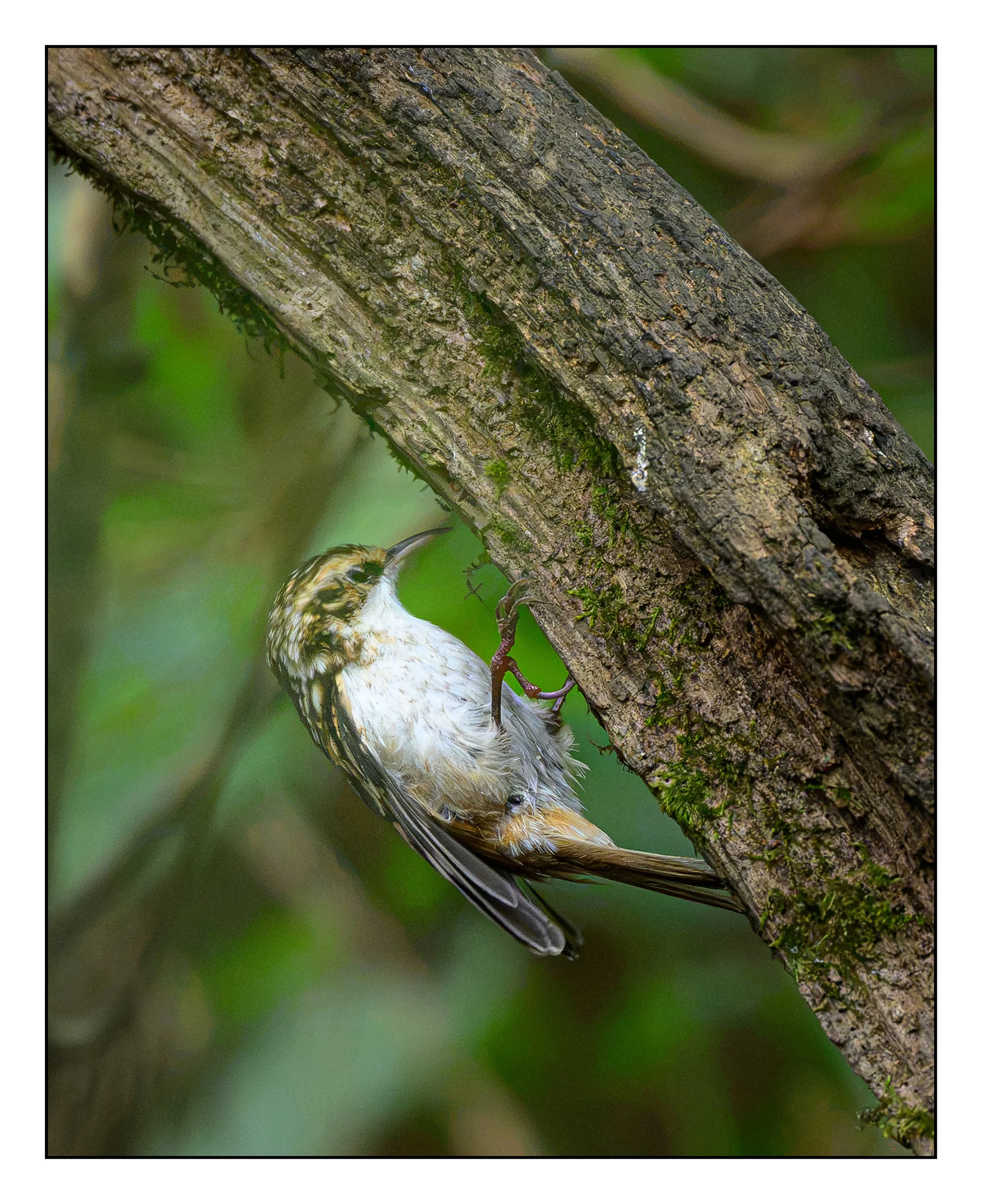 Tree Creeper
