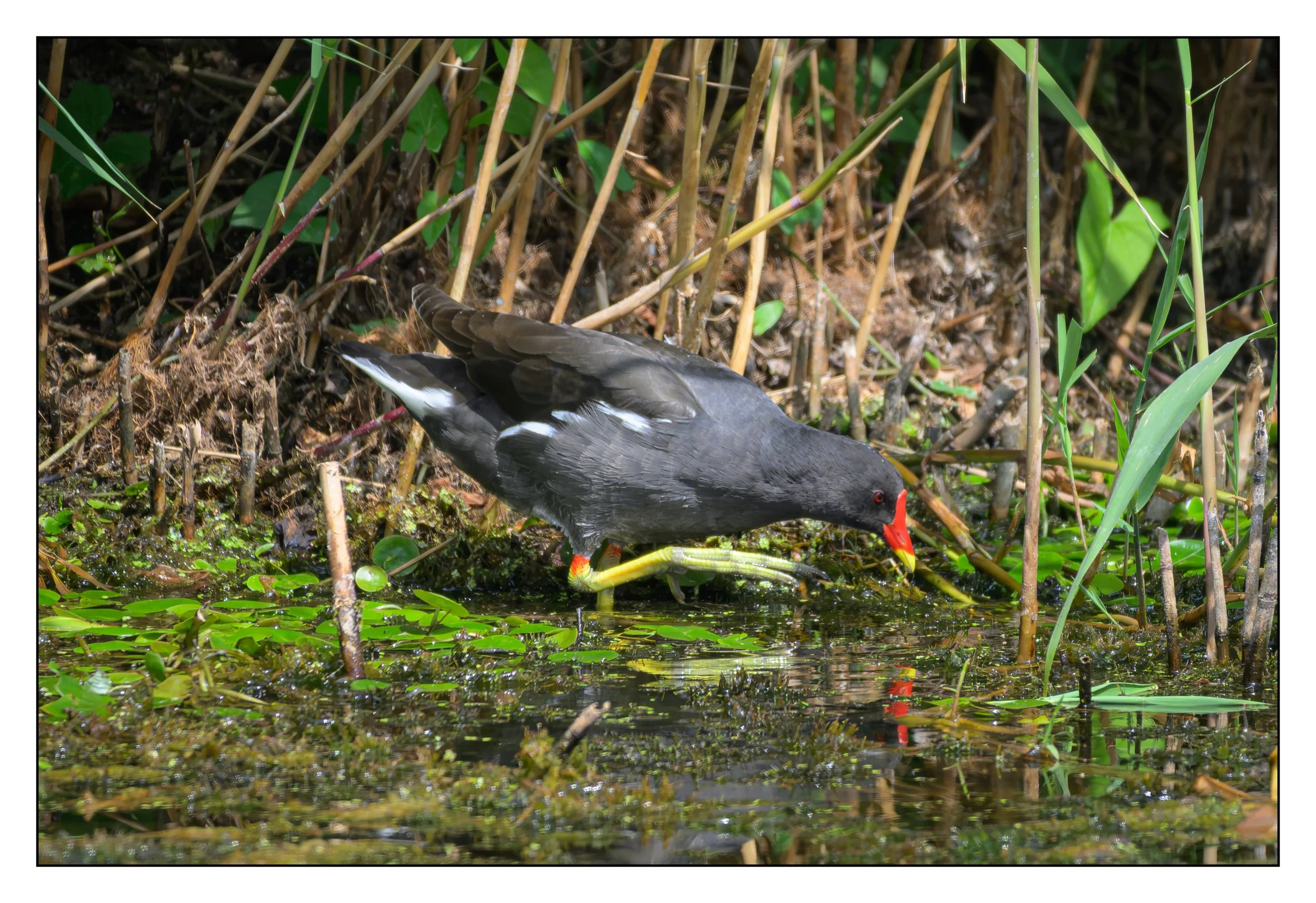 A marshy area with tall grasses and green aquatic plants. There is a moorhen bird with black and white feathers, a red forehead shield, and yellow legs, standing among the vegetation.