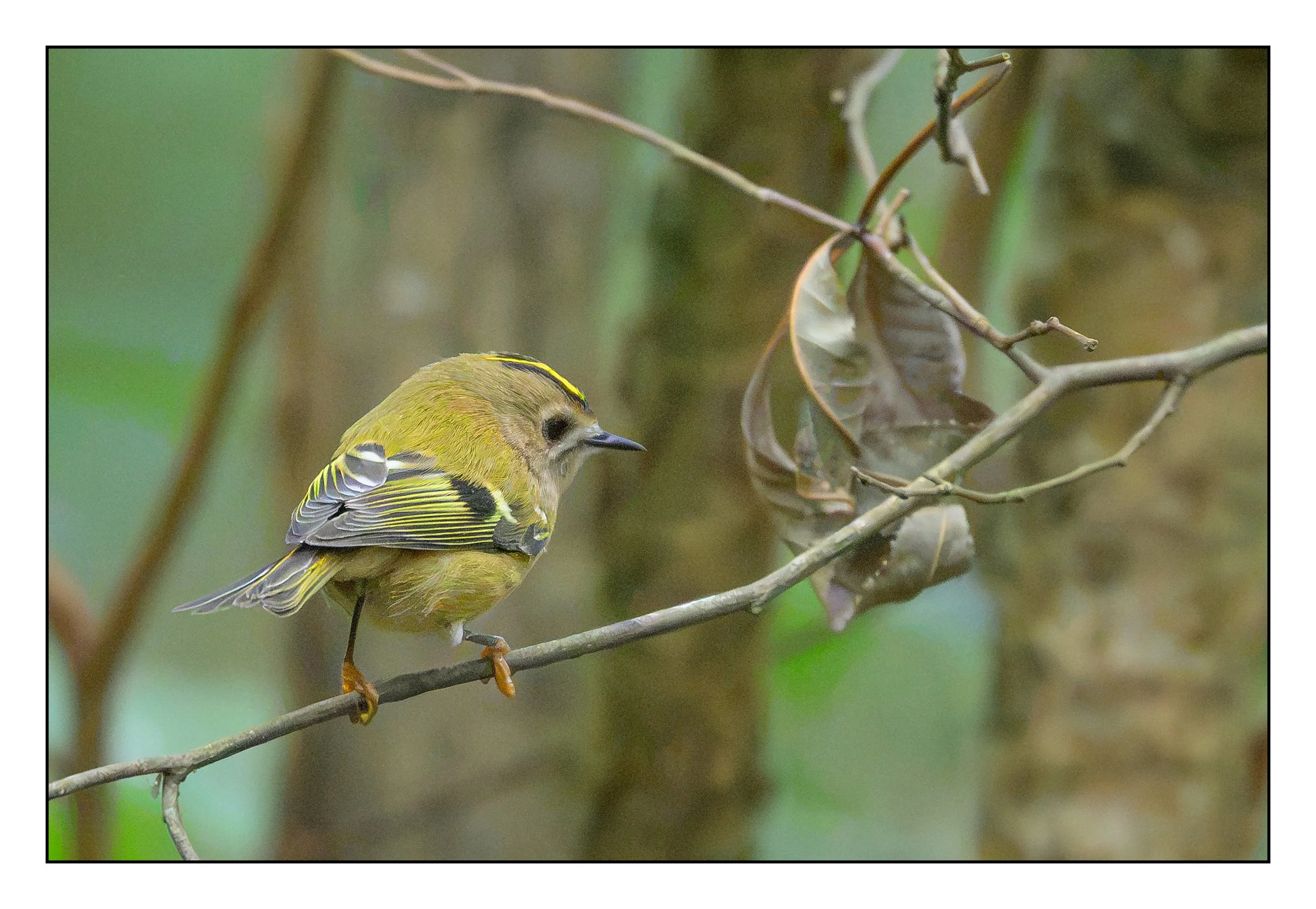 Goldcrest