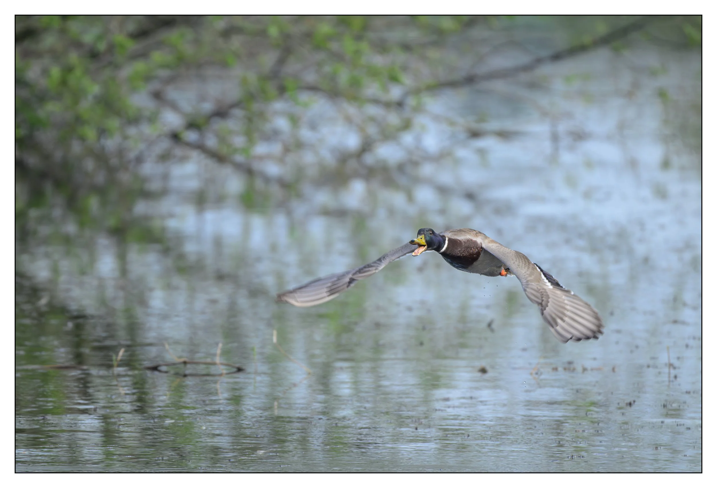 Mallard