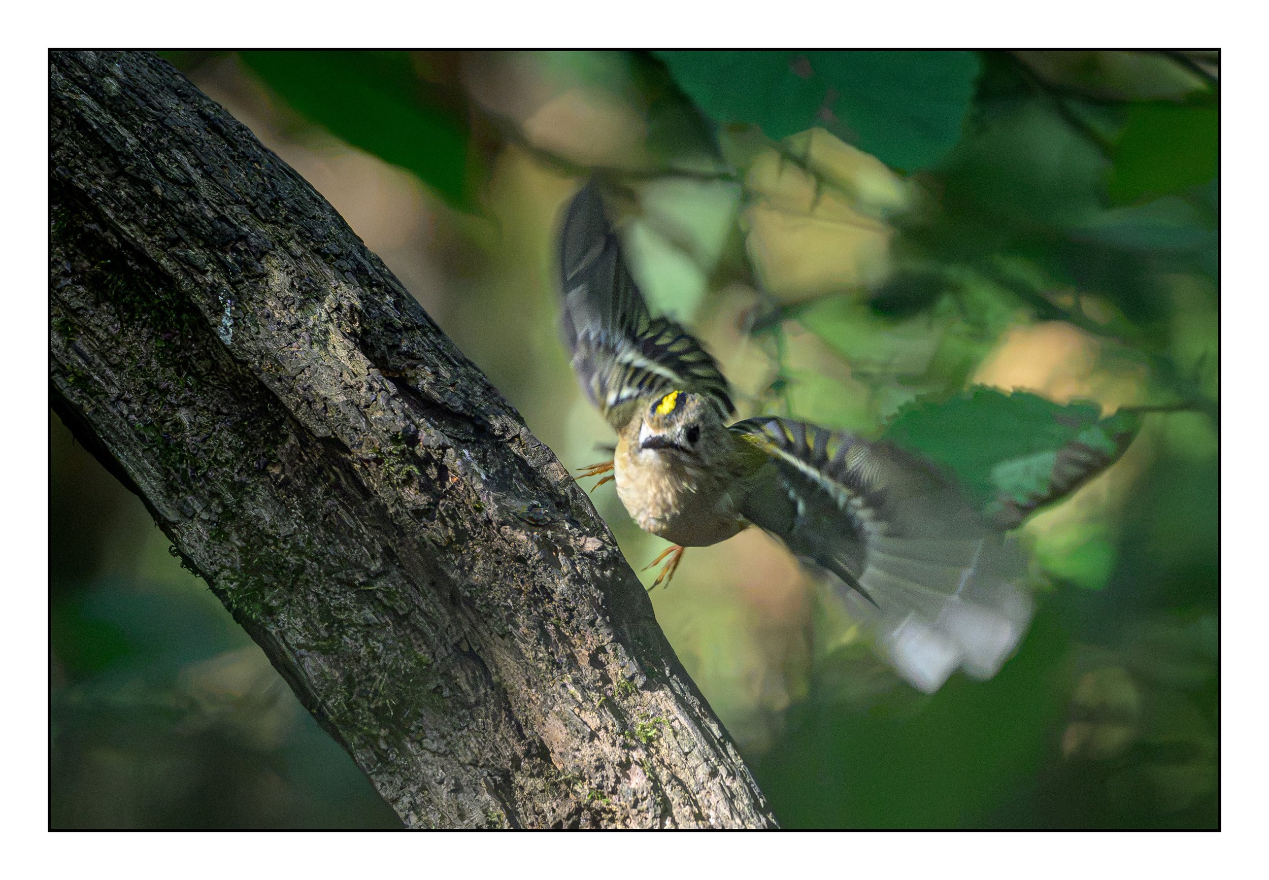 Goldcrest