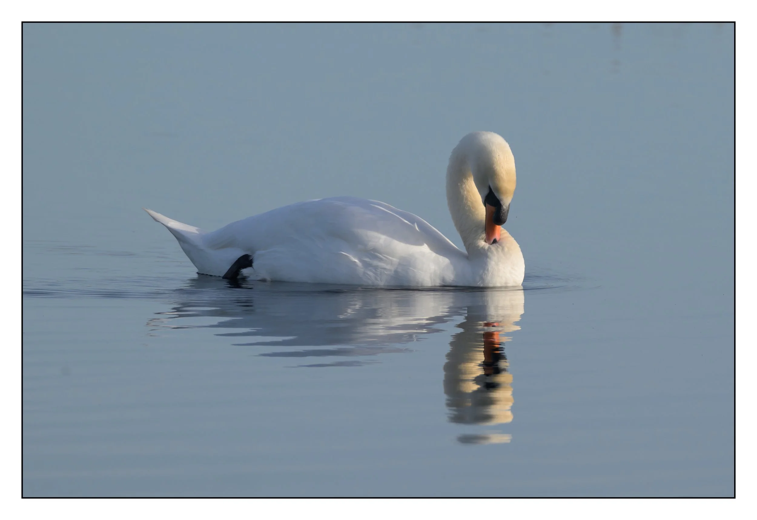 Mute Swan