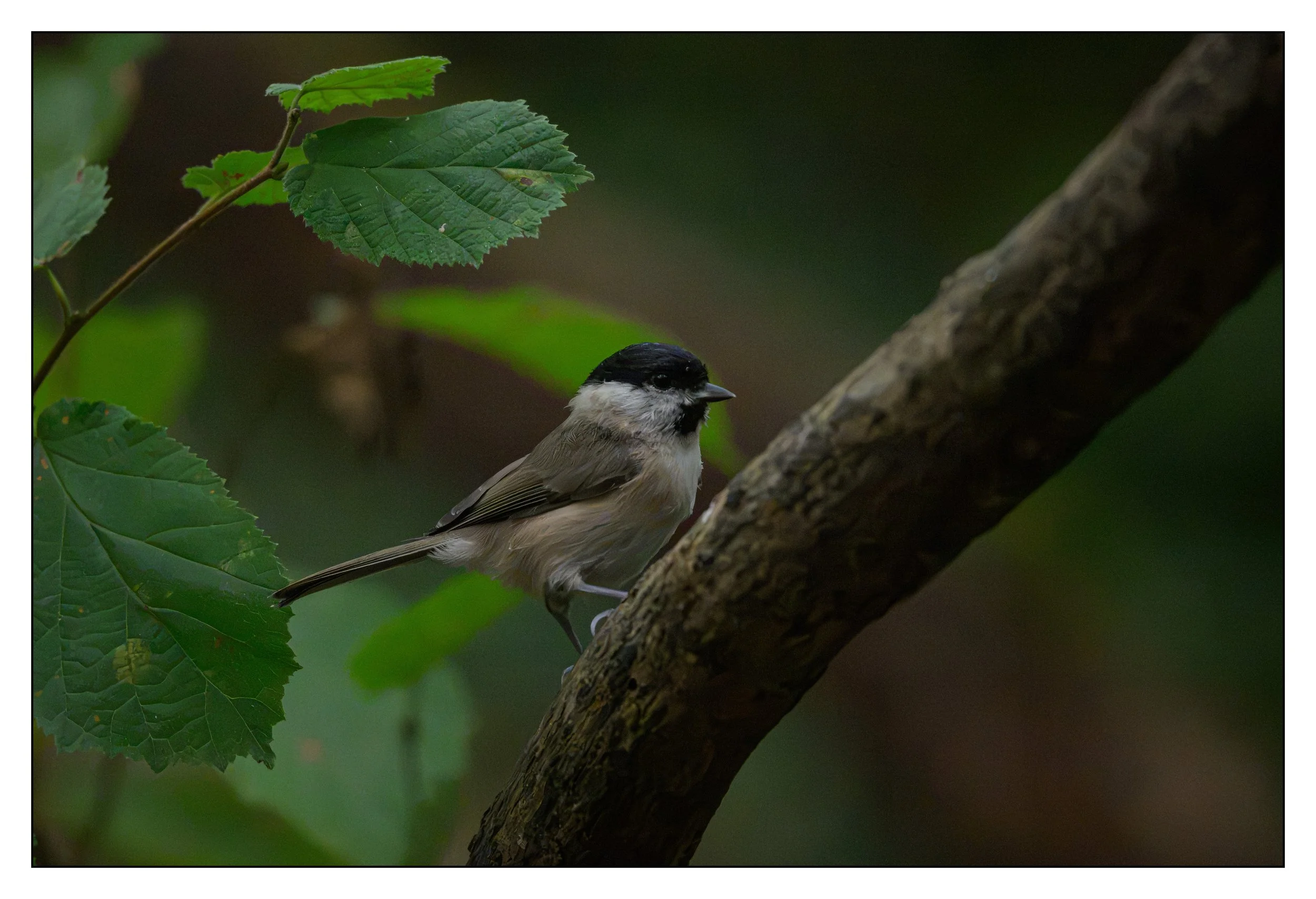 Marsh Tit
