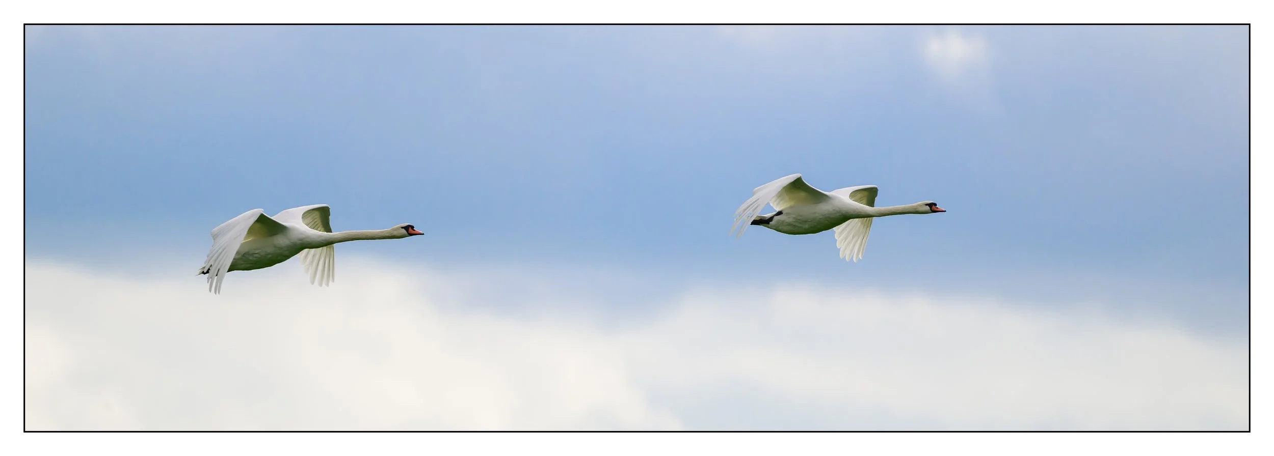 Mute Swan