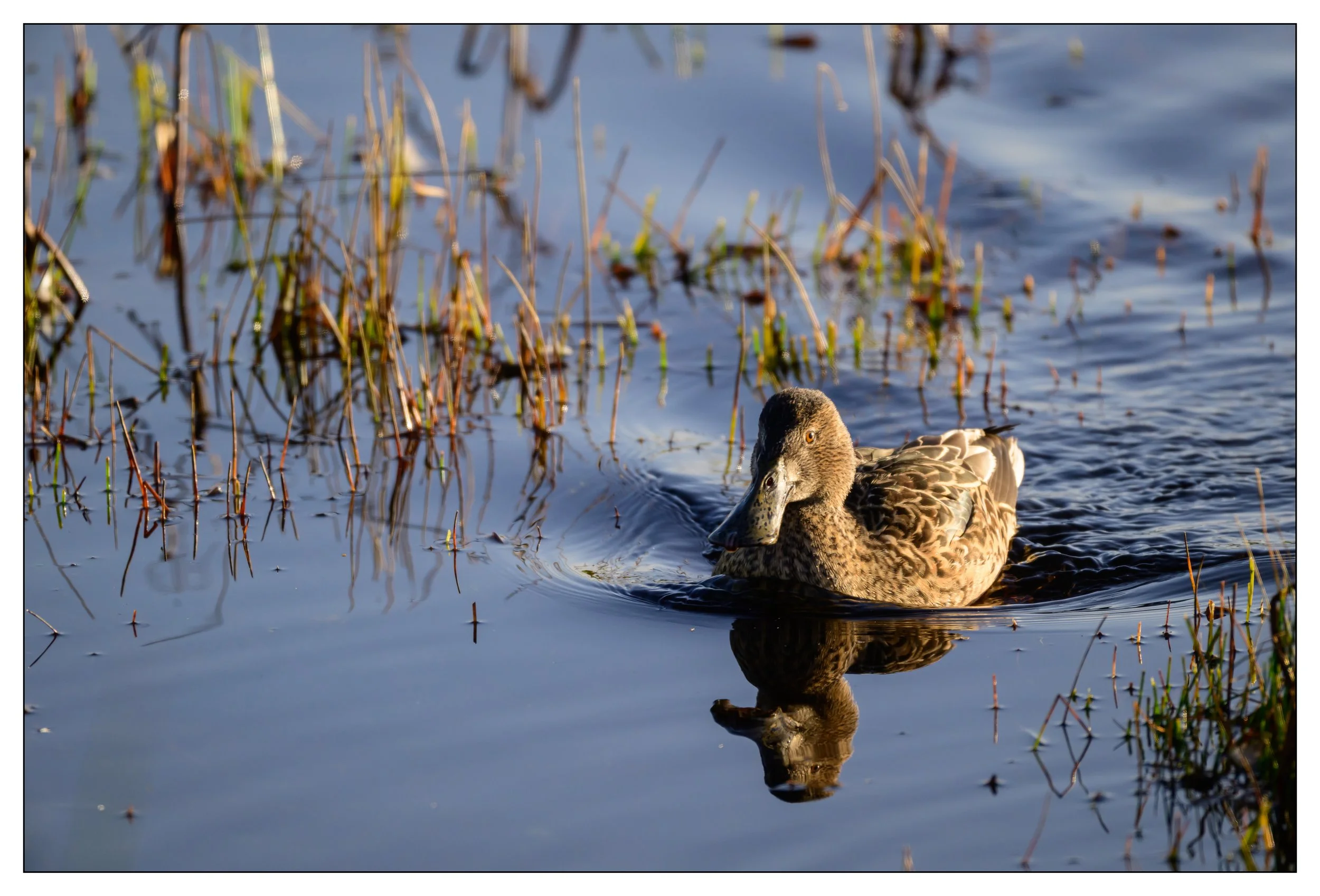 Northern Shoveler