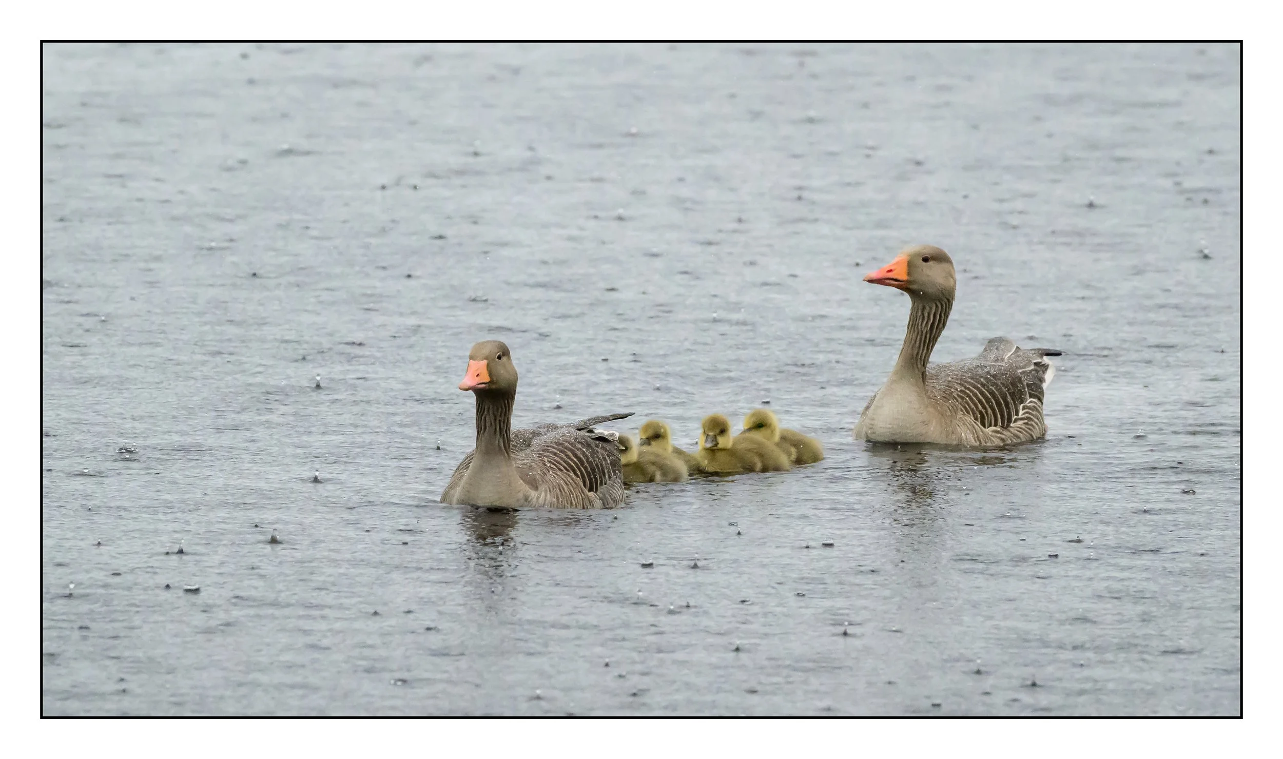 Greylag Geese