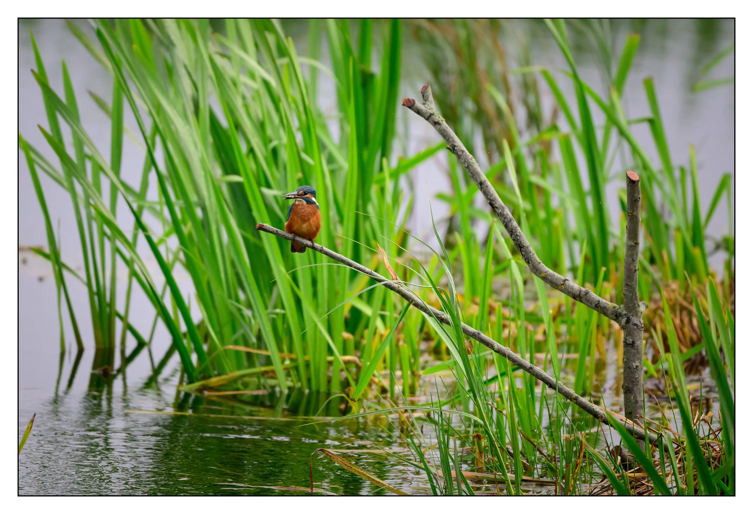 Kingfisher