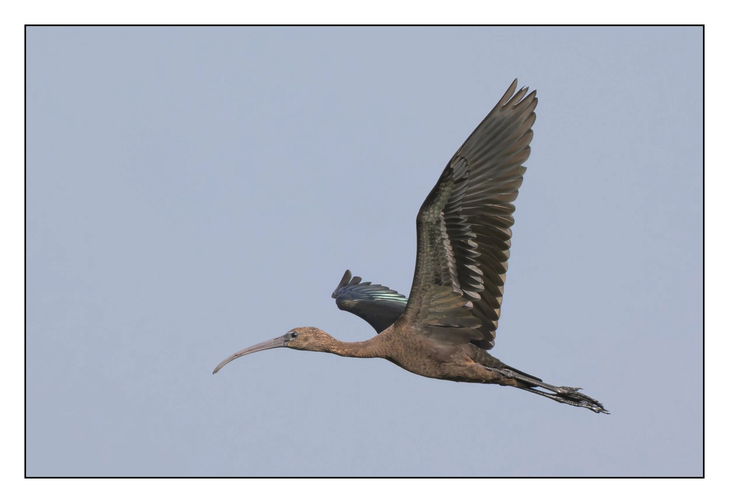 Glossy ibis