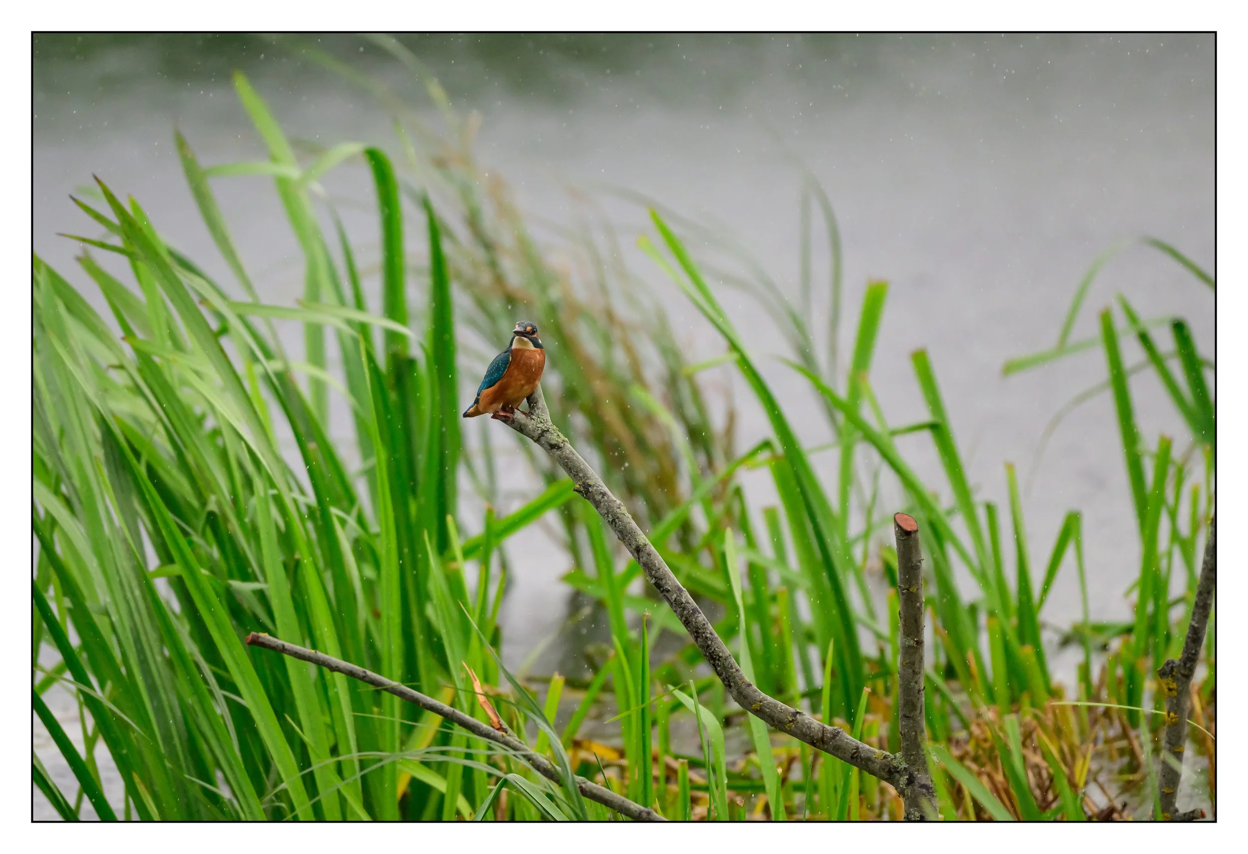 Kingfisher