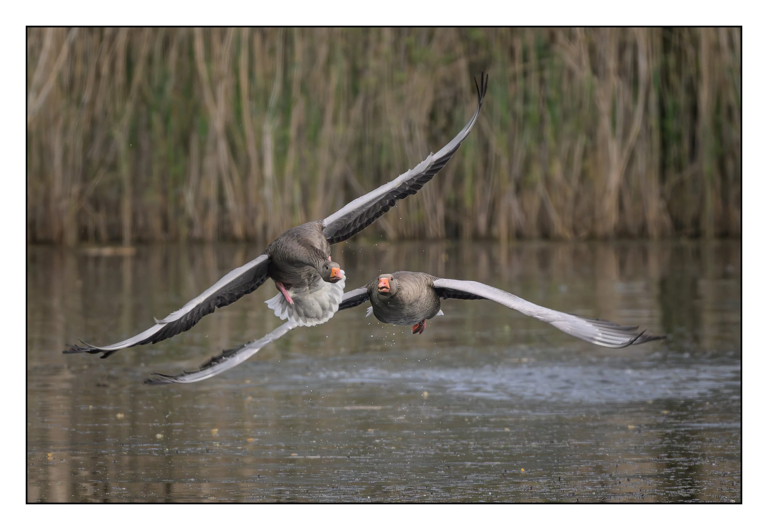 Greylag Geese