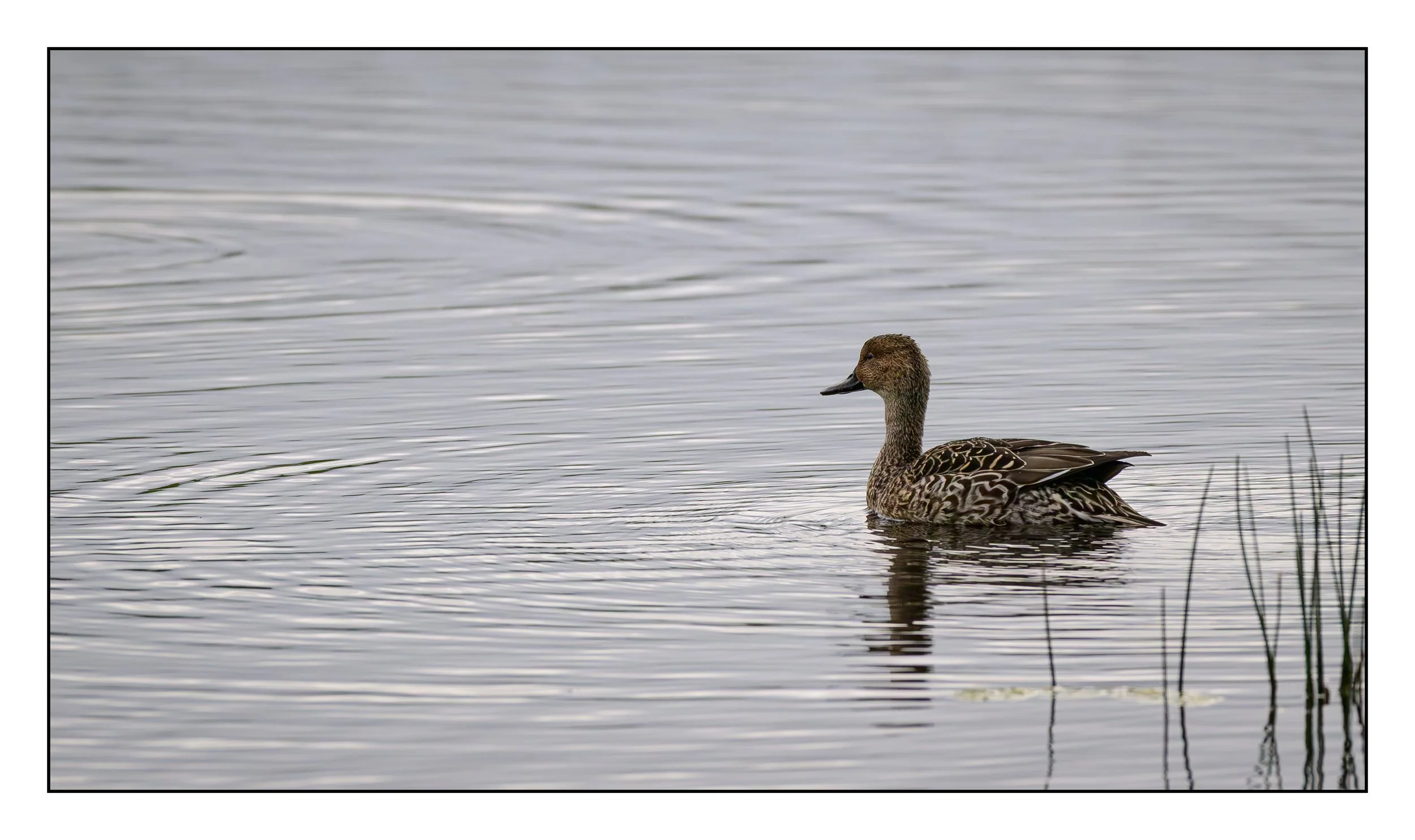 Pintail