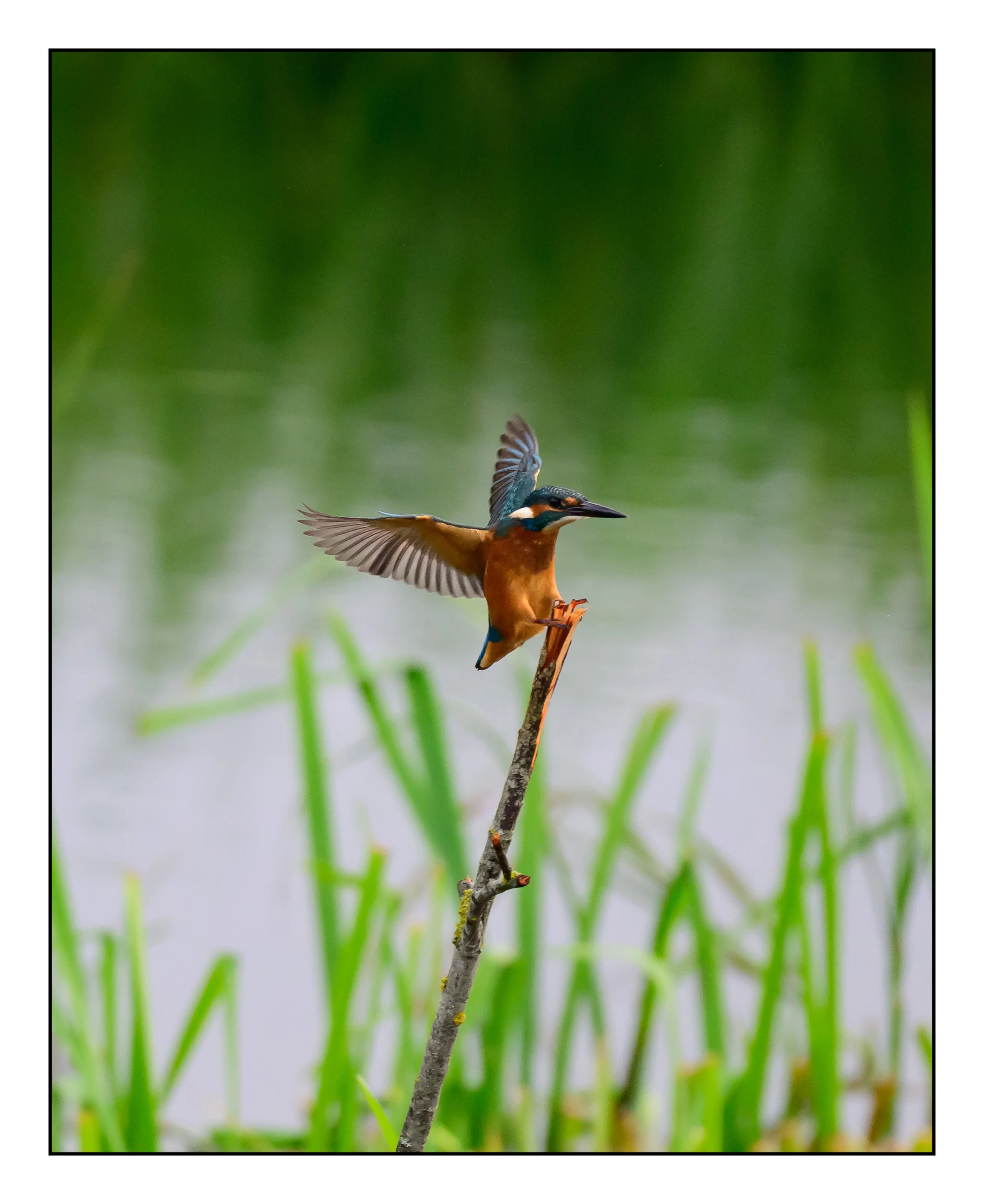 Kingfisher