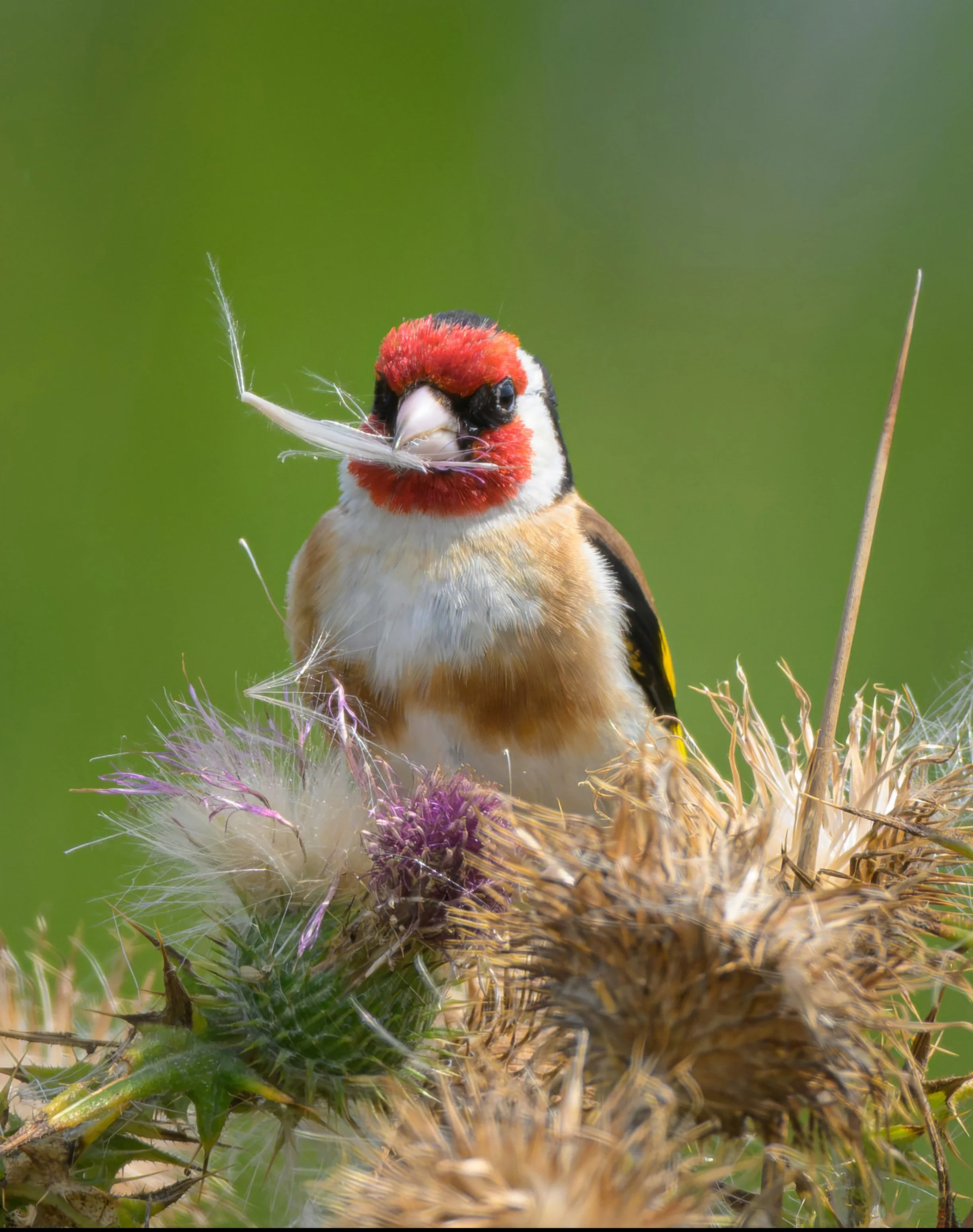 Song Birds_0066.jpg