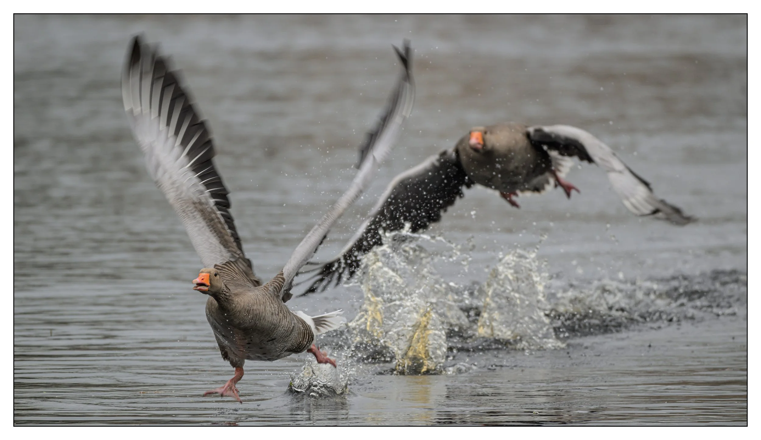 Greylag Geese