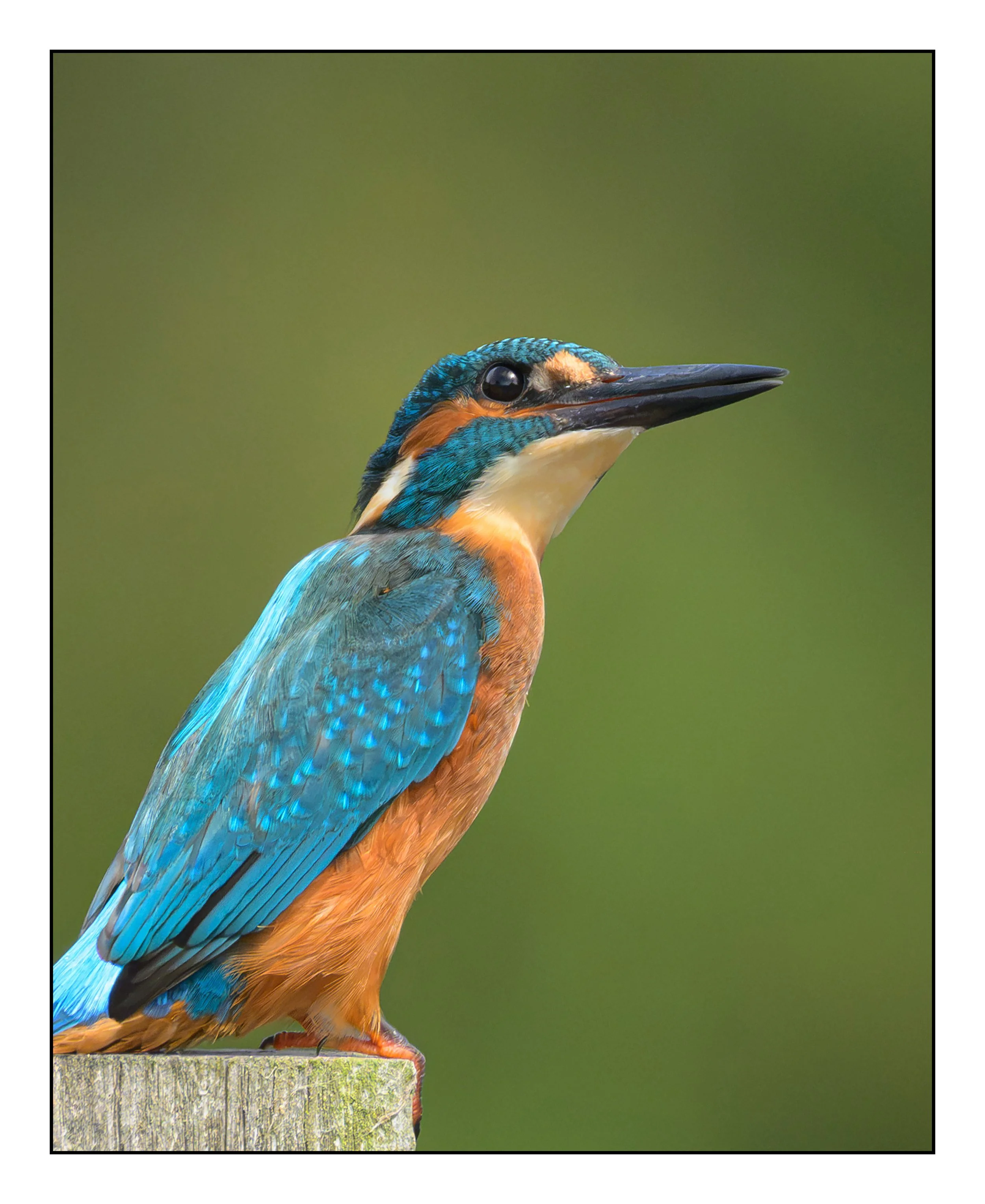 Kingfisher
