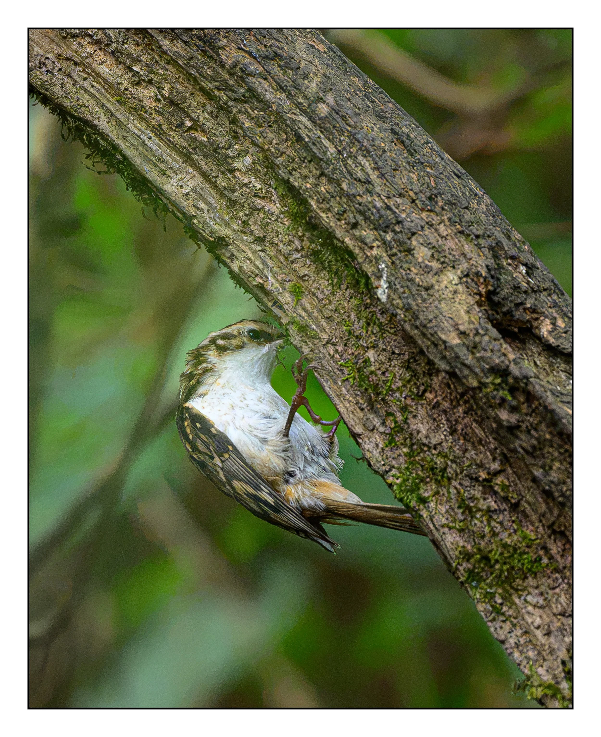 Tree Creeper