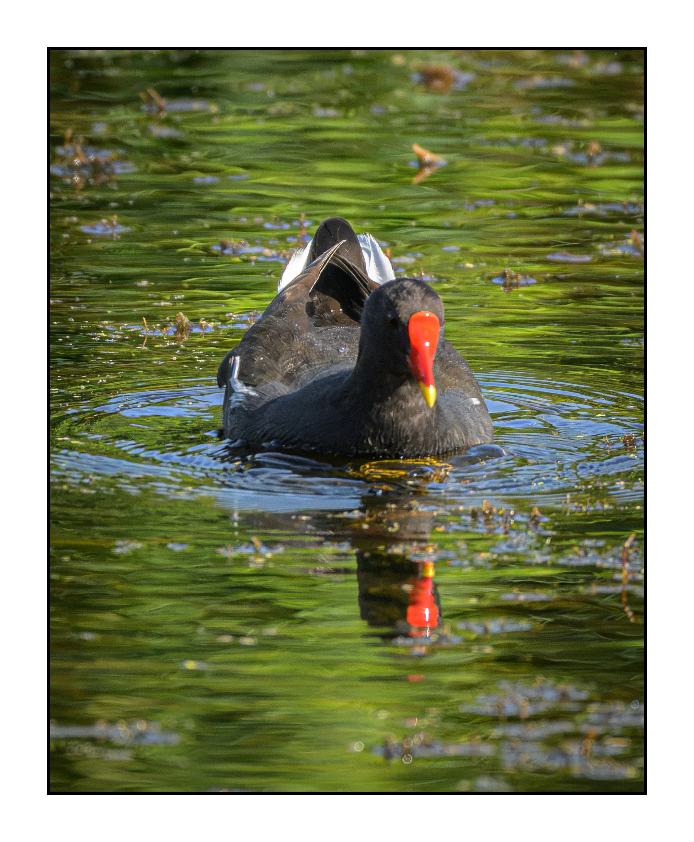 A black bird with a red beak swimming in a body of water with green reflections on the surface.