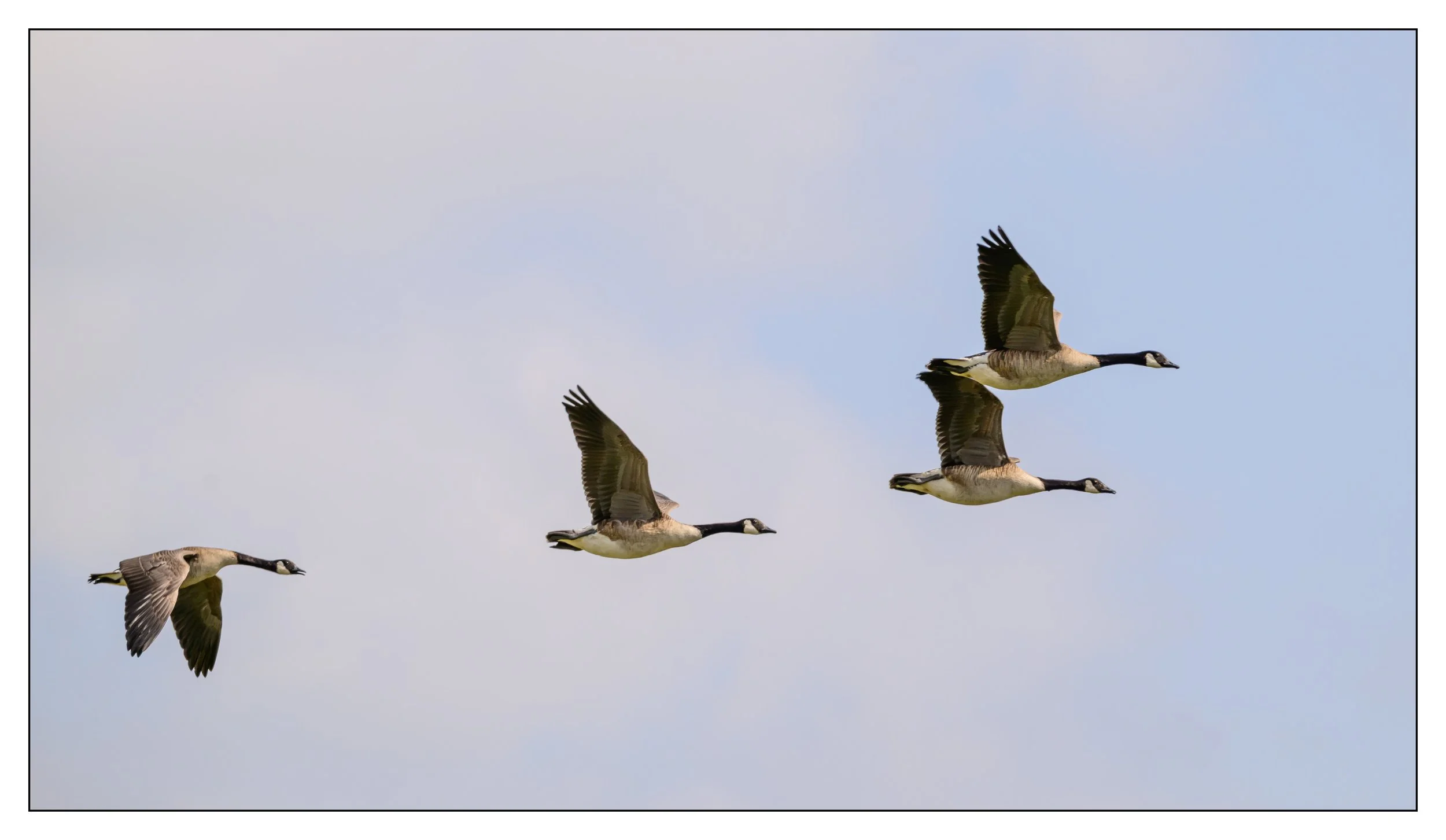 Canada Geese in flight