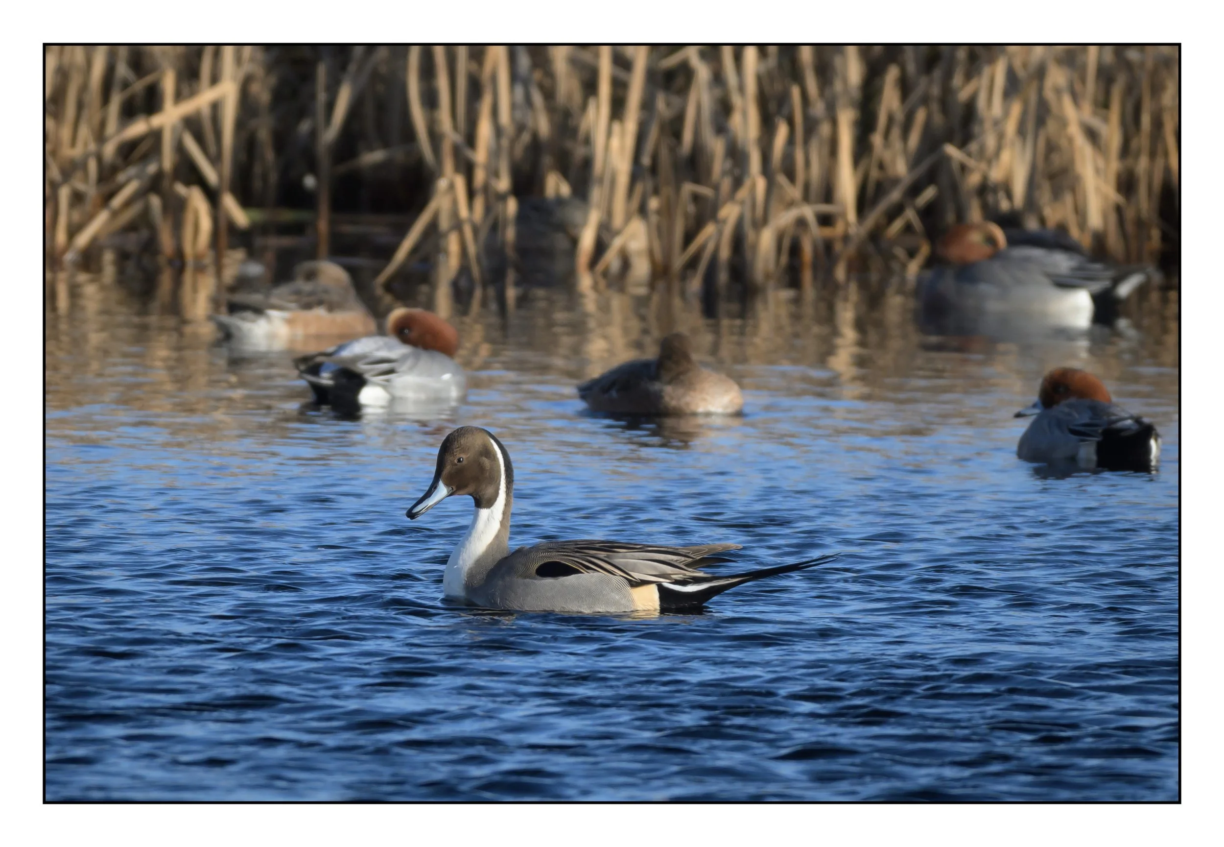 Pintail
