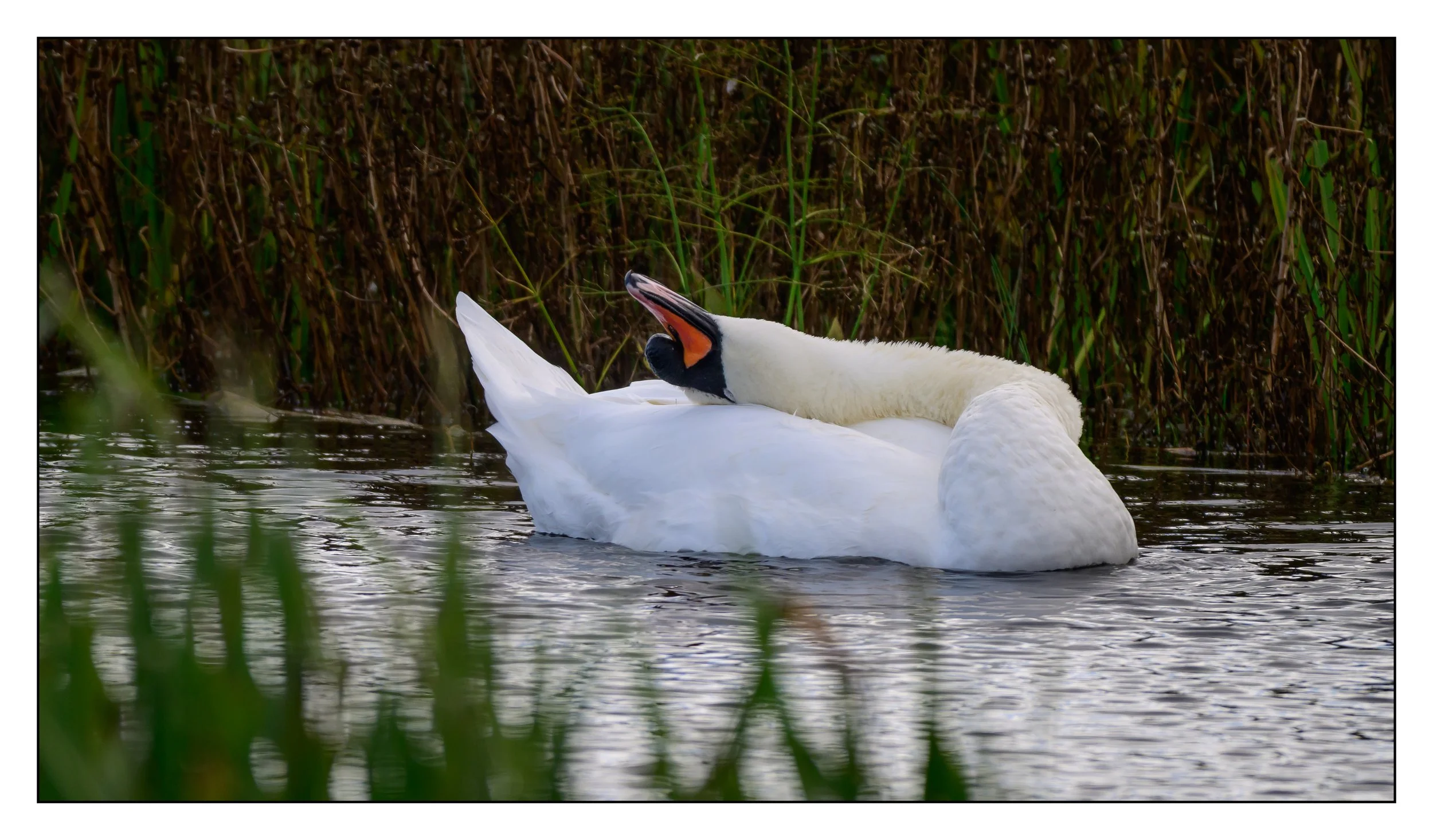 Mute Swan