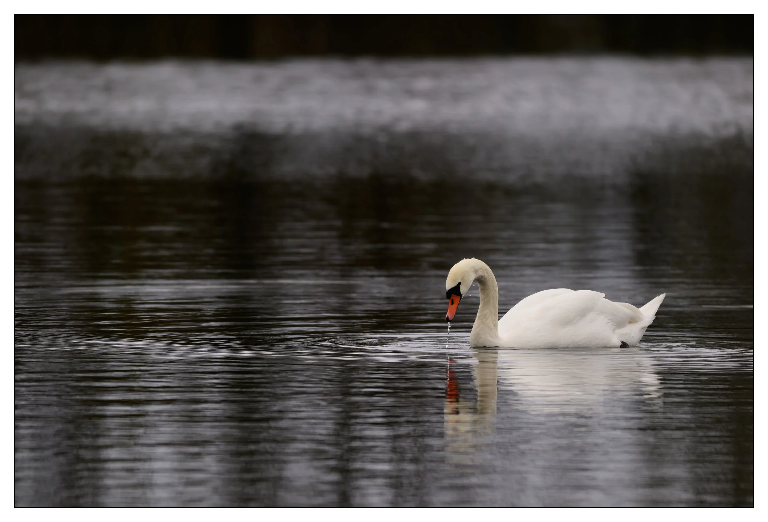 Mute Swan