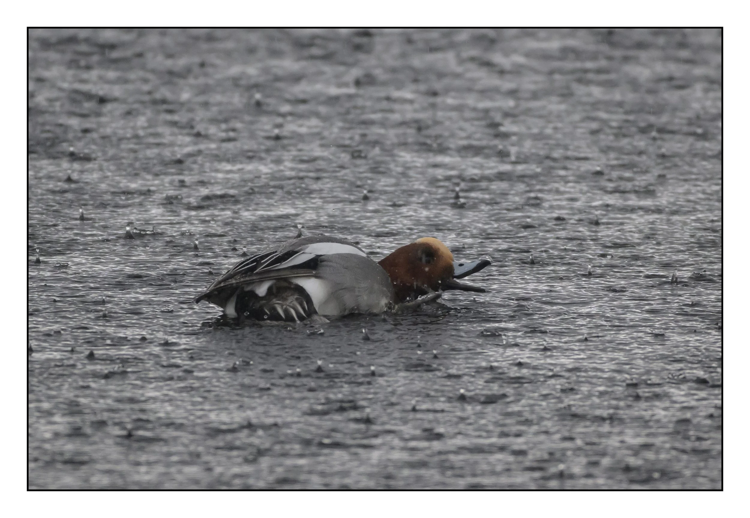 Wigeon