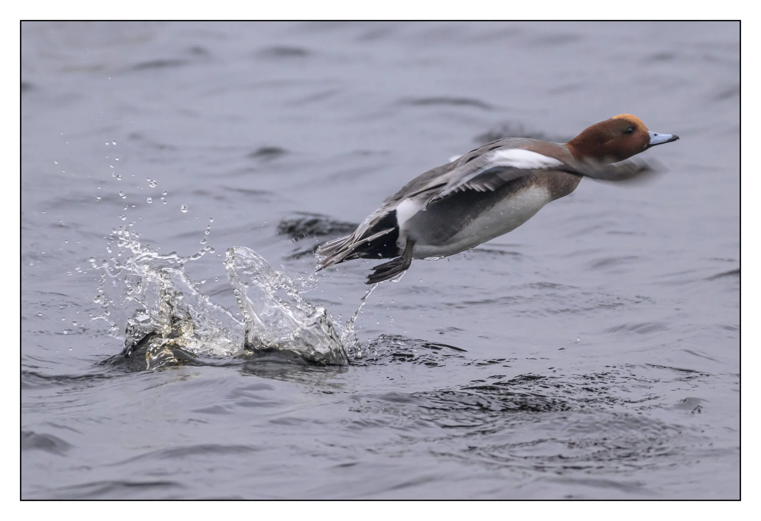 Wigeon