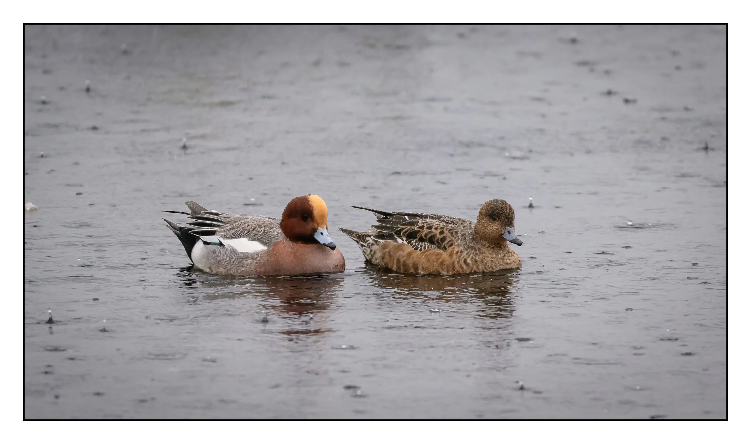 Wigeon