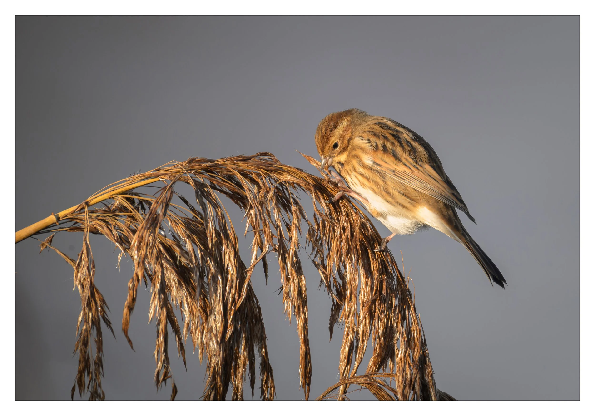 Song Birds_0021.jpg