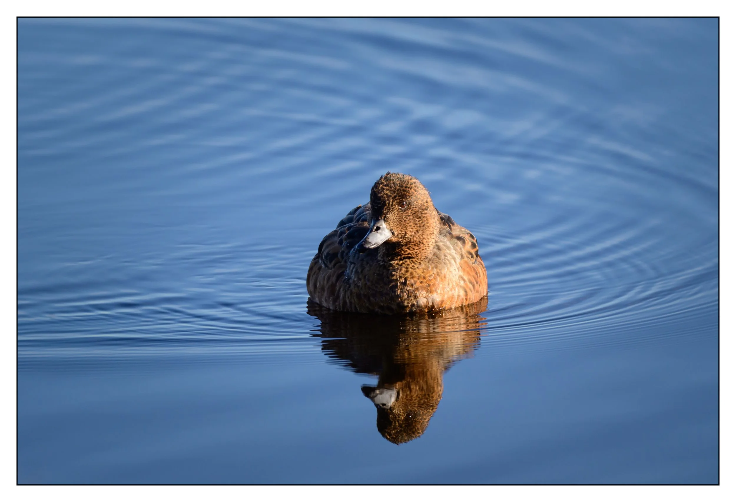 Wigeon