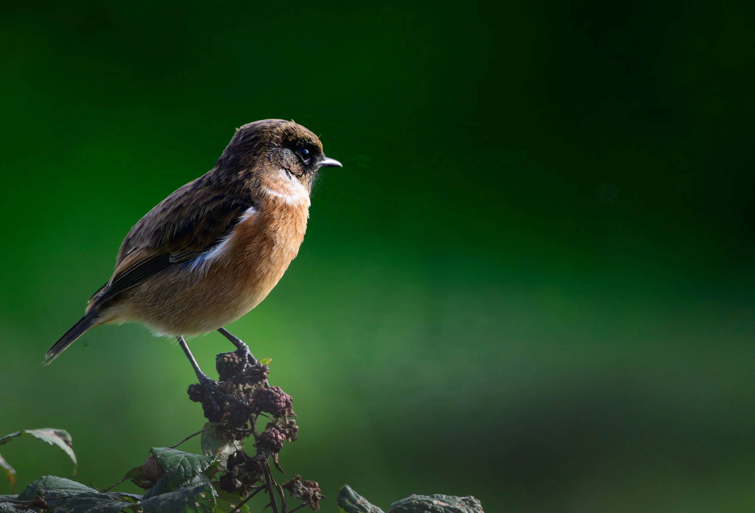 Song Birds_0012.jpg