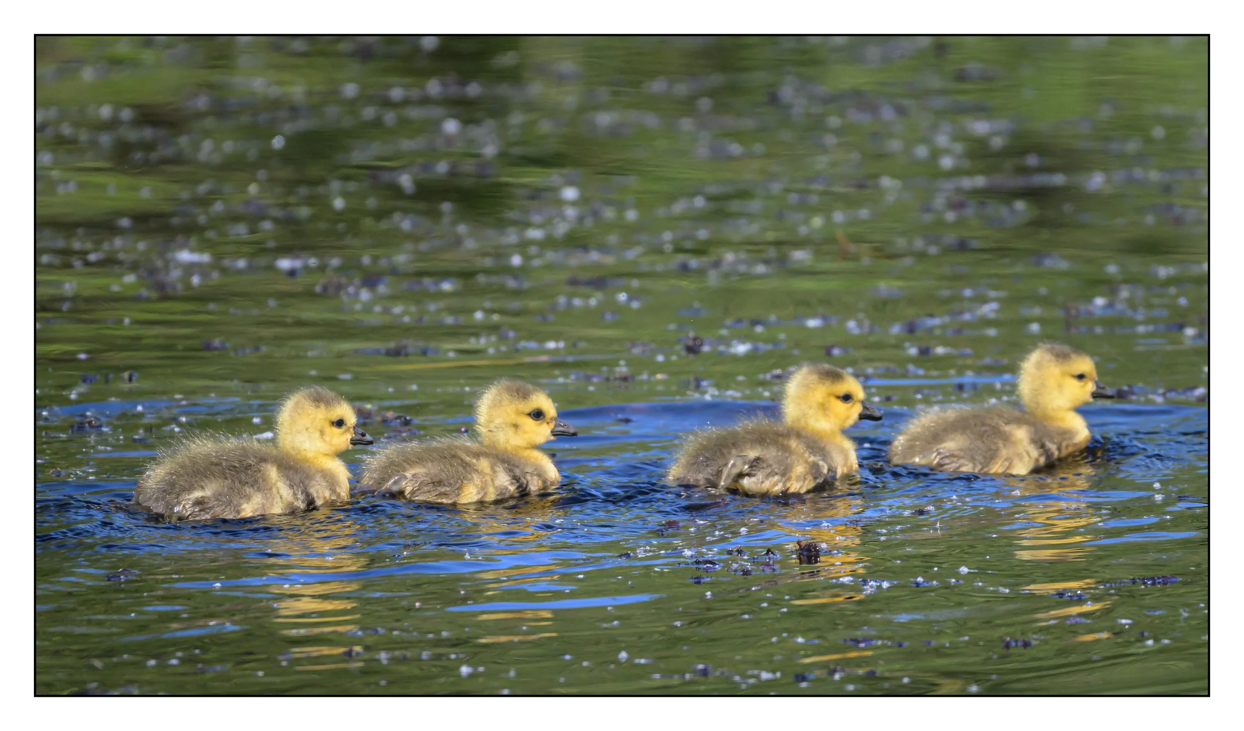 Canada Geese goslings