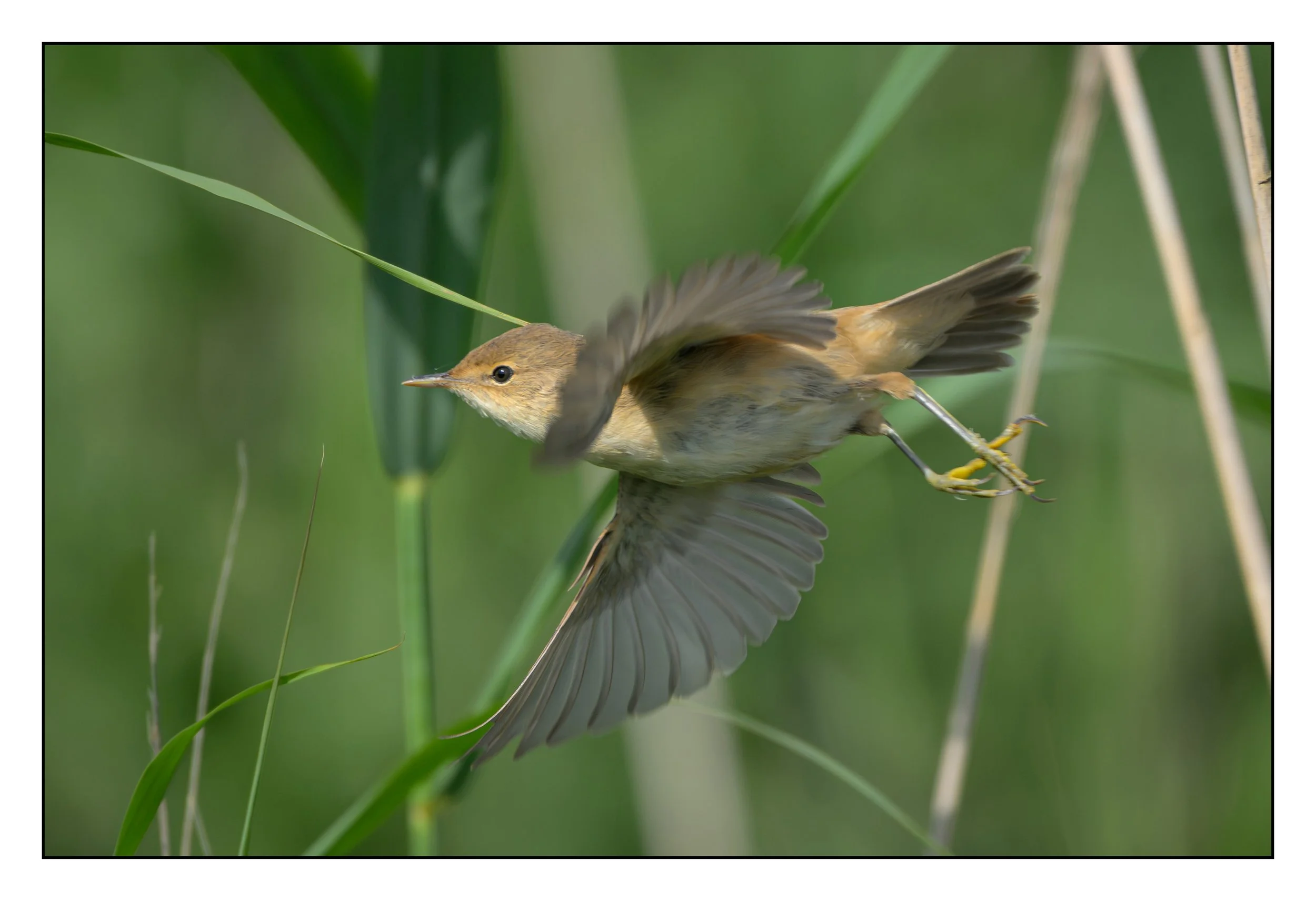 Song Birds_0059.jpg