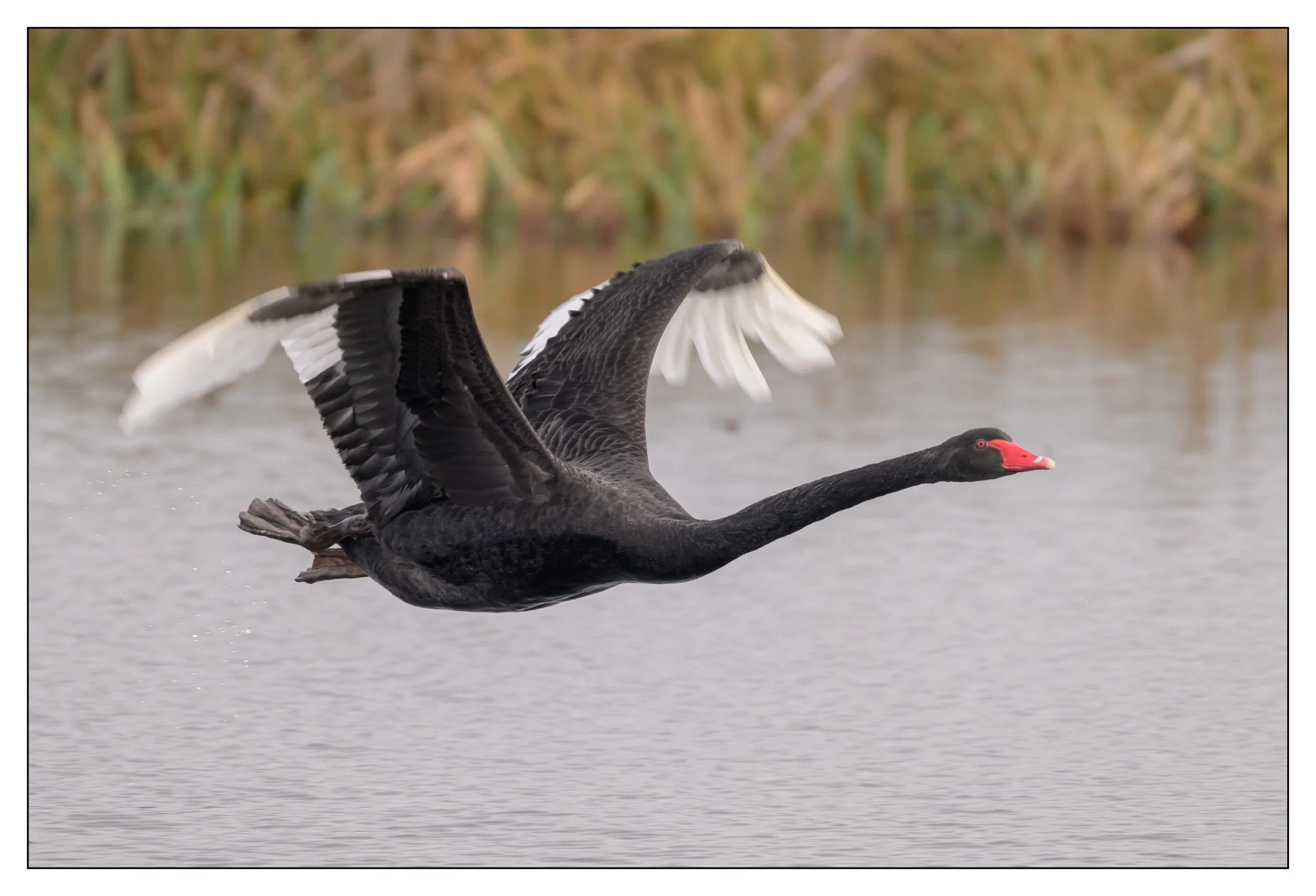 Black Swan