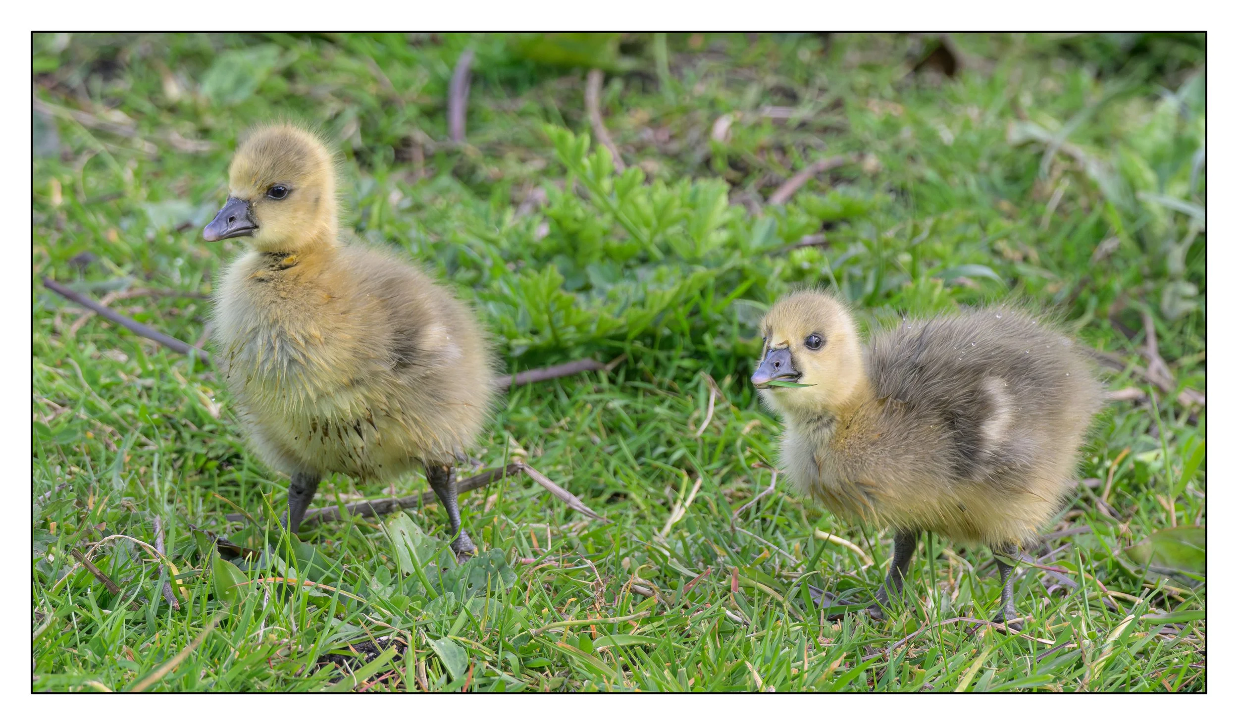 Greylag Geese
