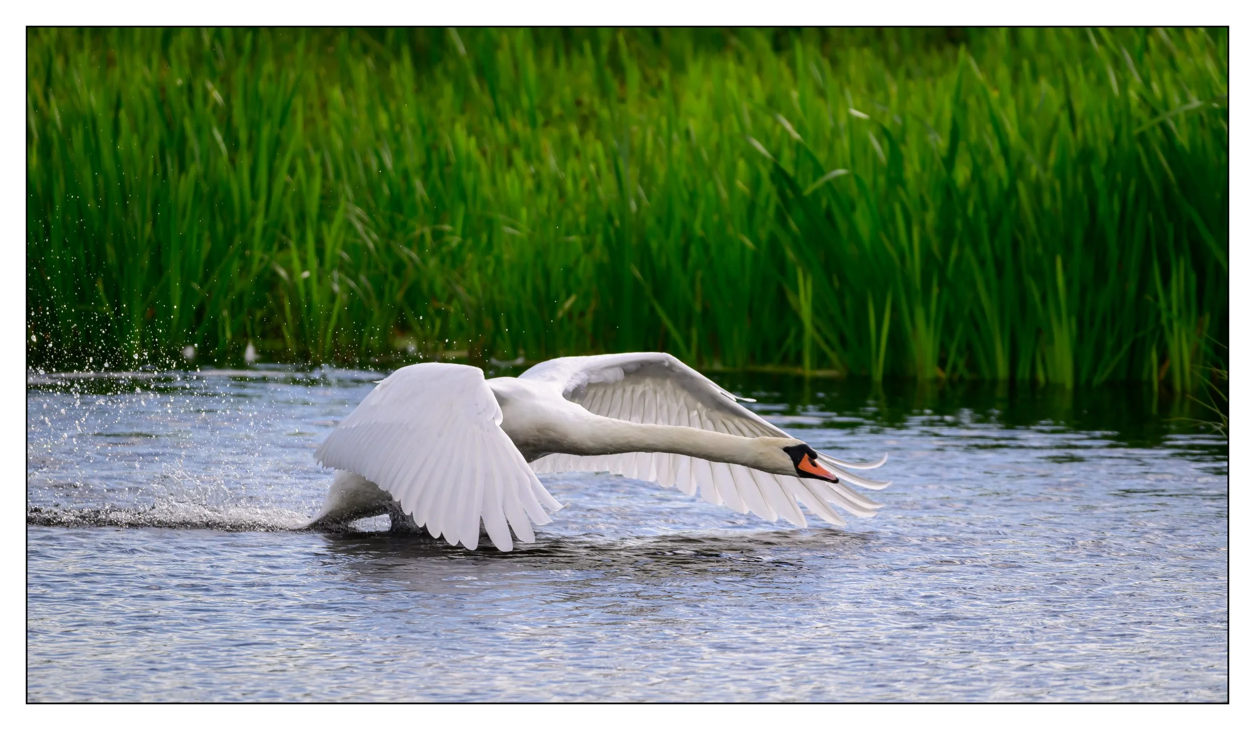 Mute Swan