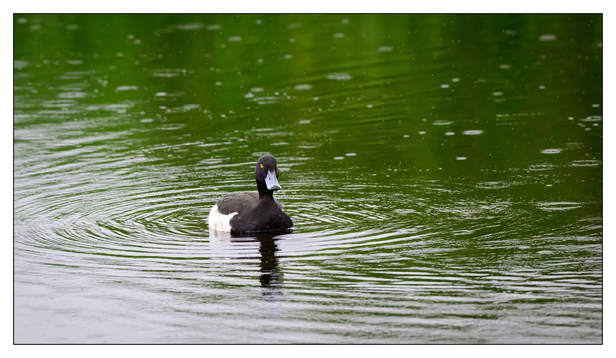 Tufted Duck