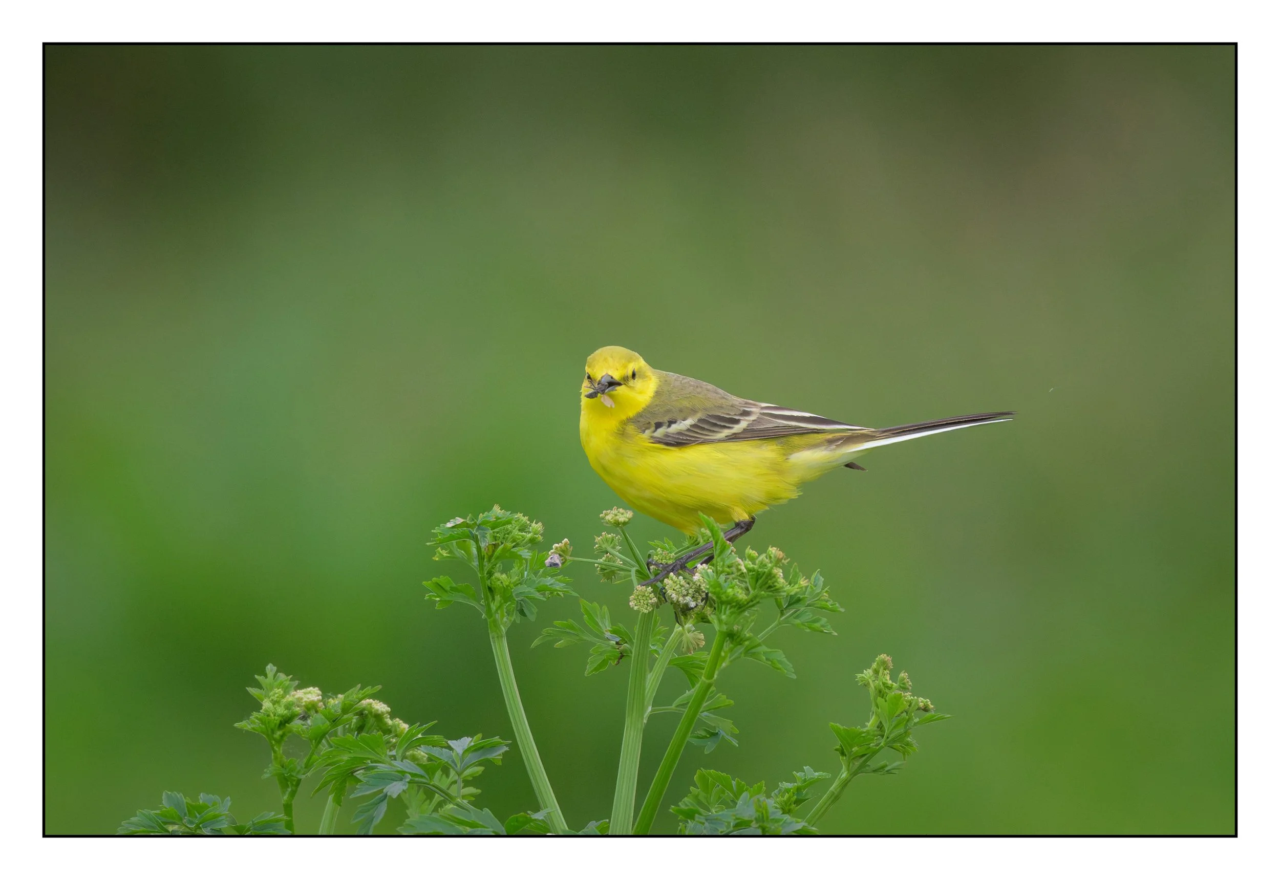 Song Birds_0030.jpg