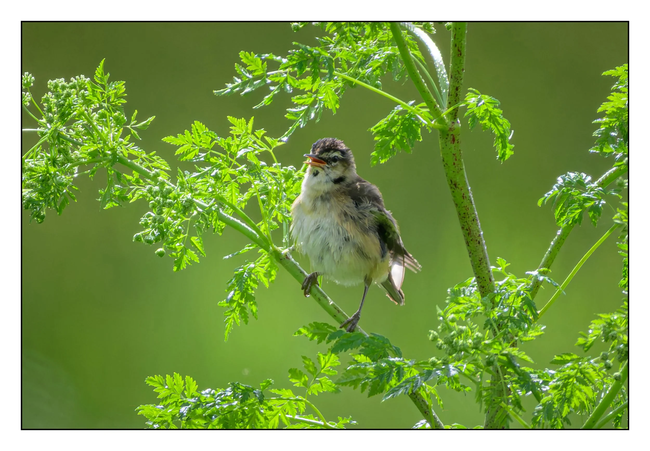 Song Birds_0036.jpg