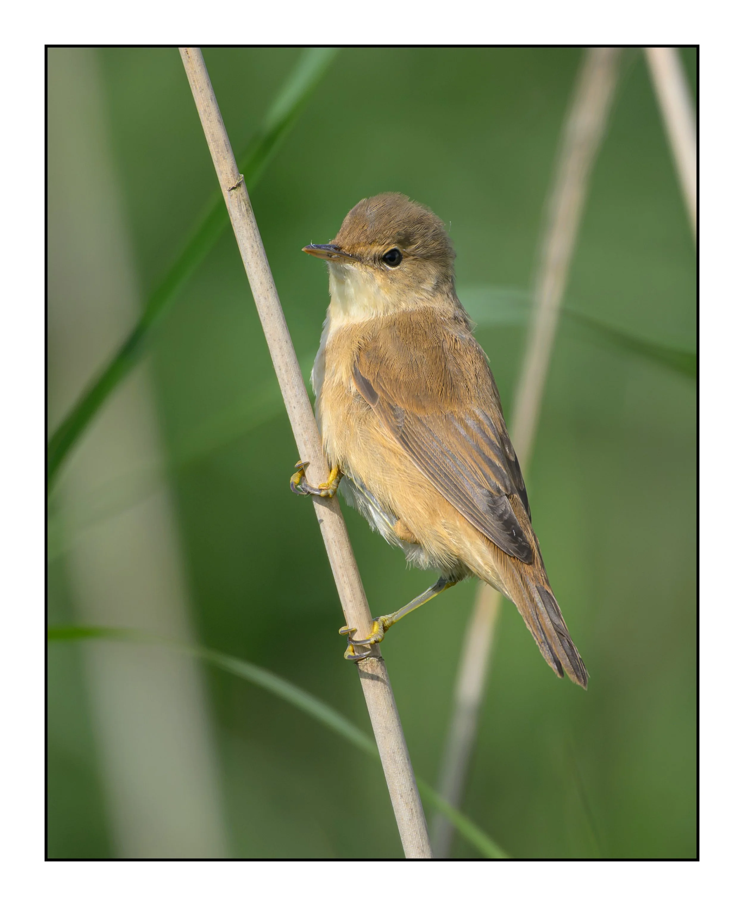 Reed Warbler