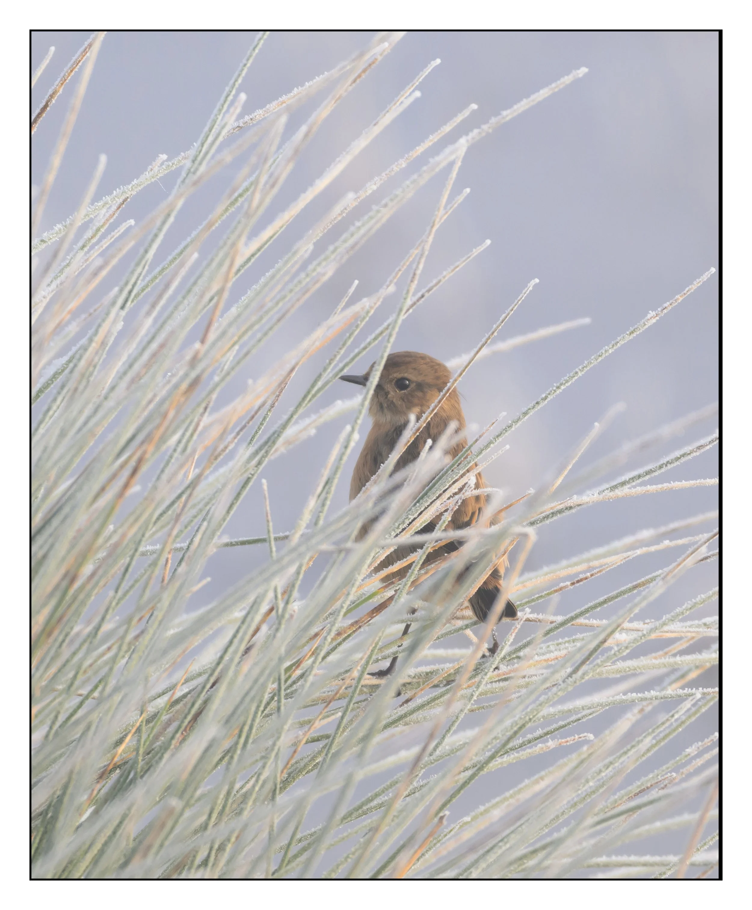 Song Birds_0016.jpg