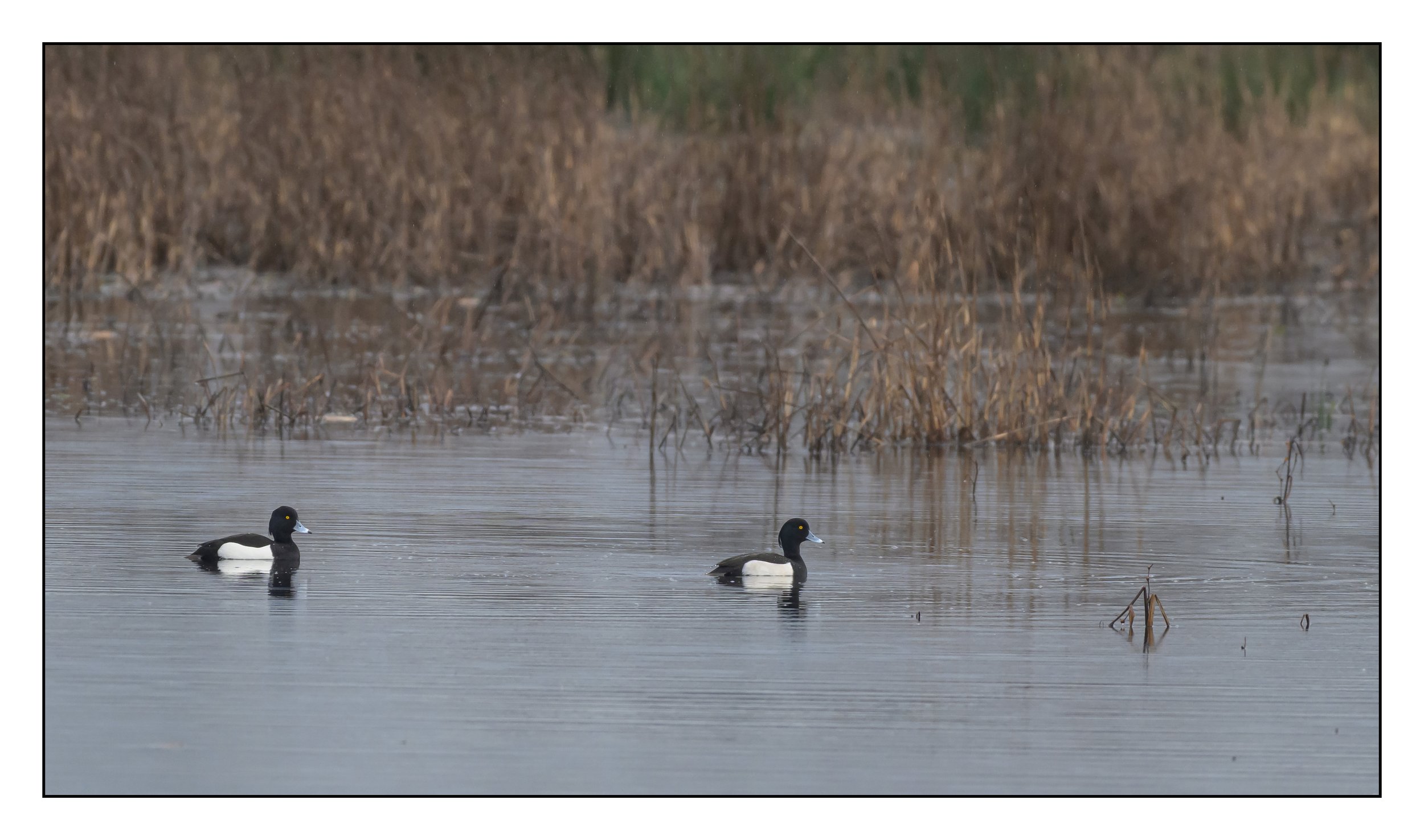 Tufted Duck