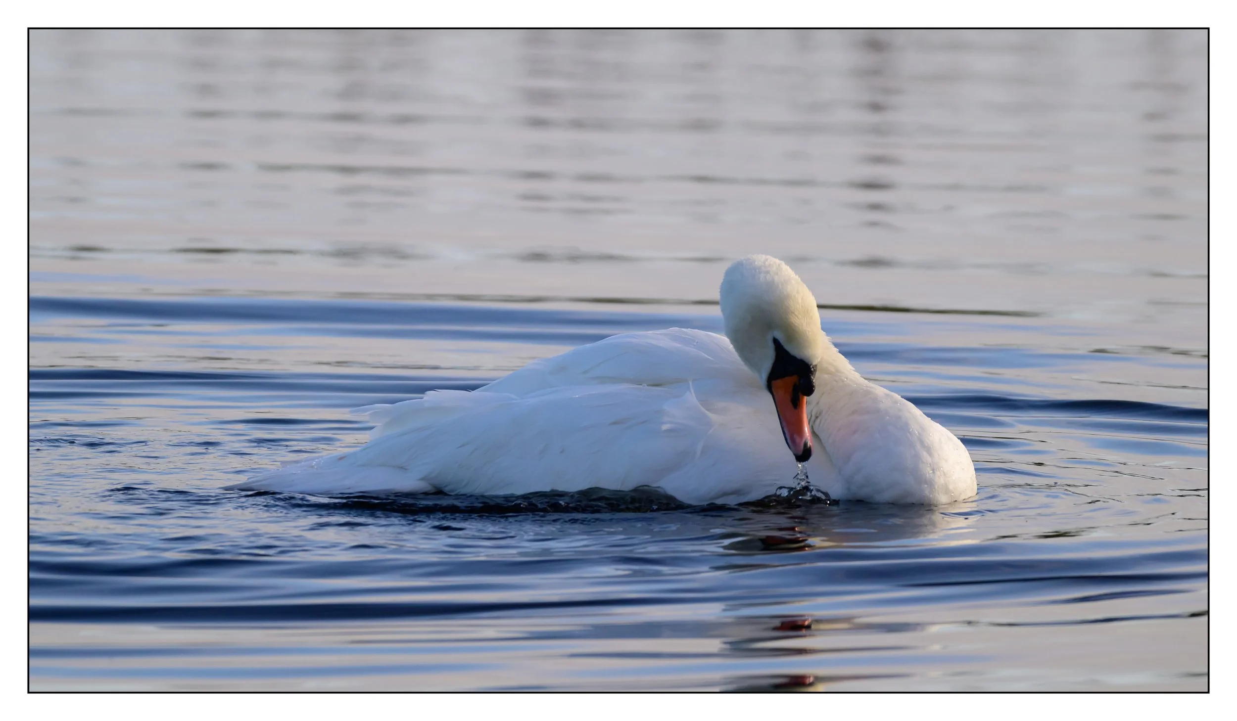 Mute Swan