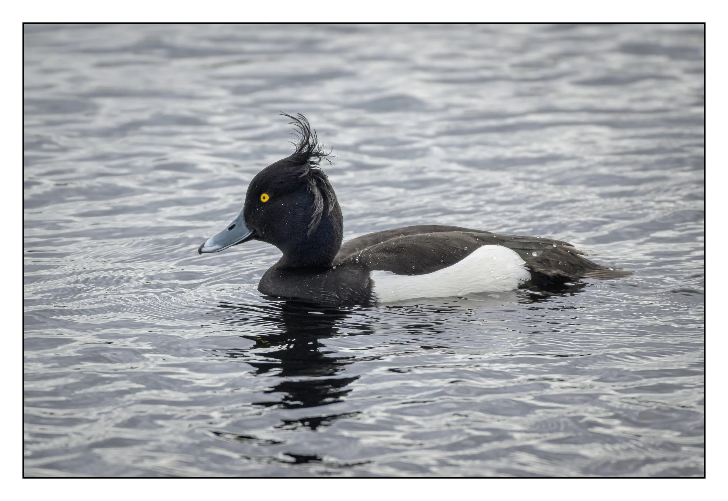 Tufted Duck