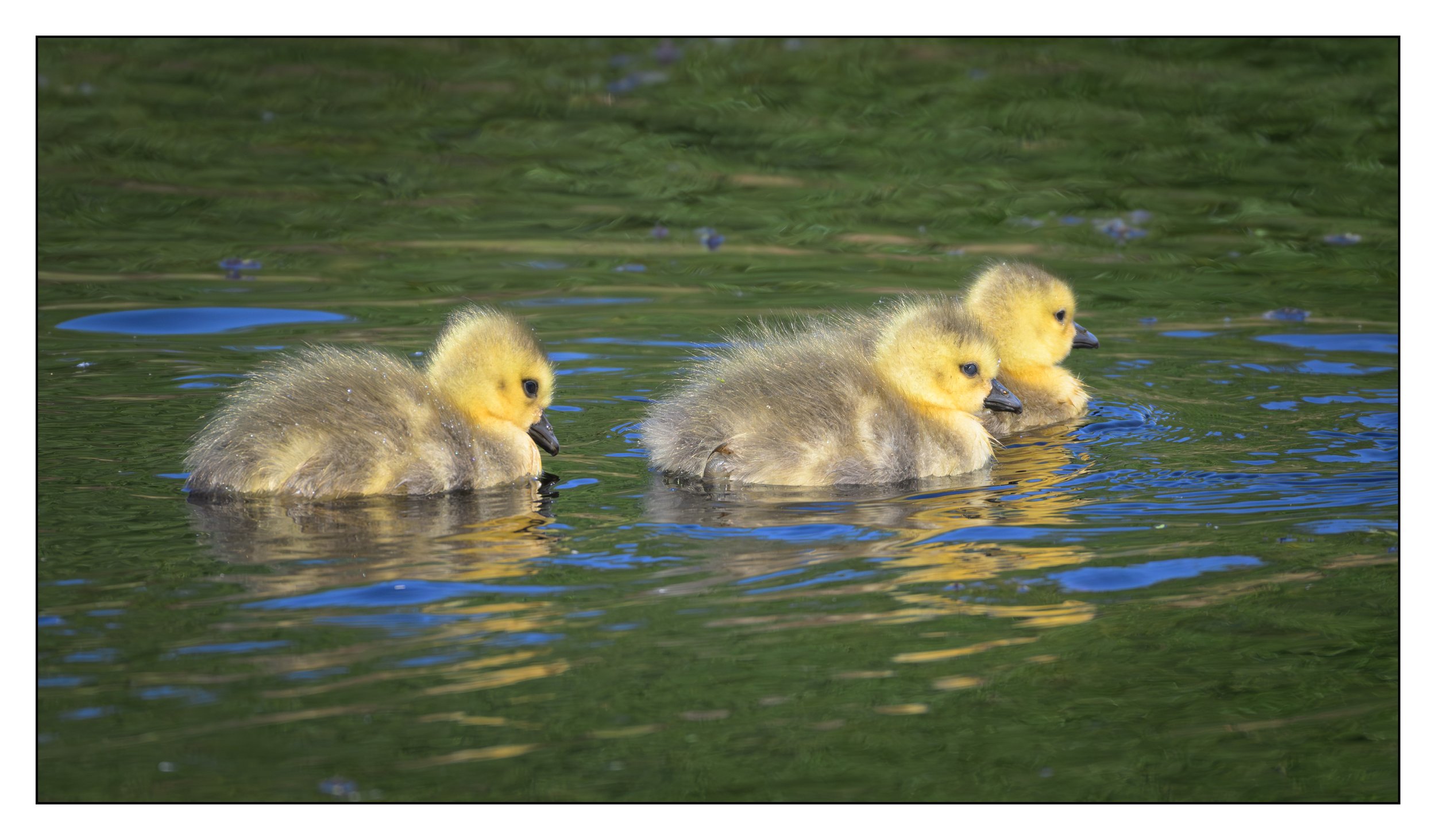 Canada Geese goslings