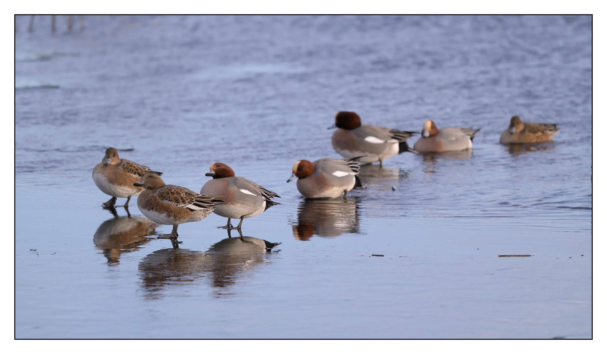 Wigeon