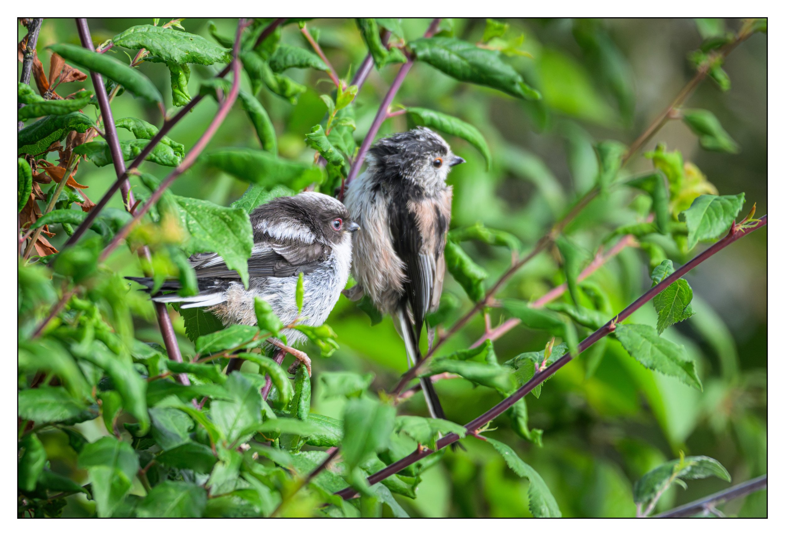 Song Birds_0040.jpg