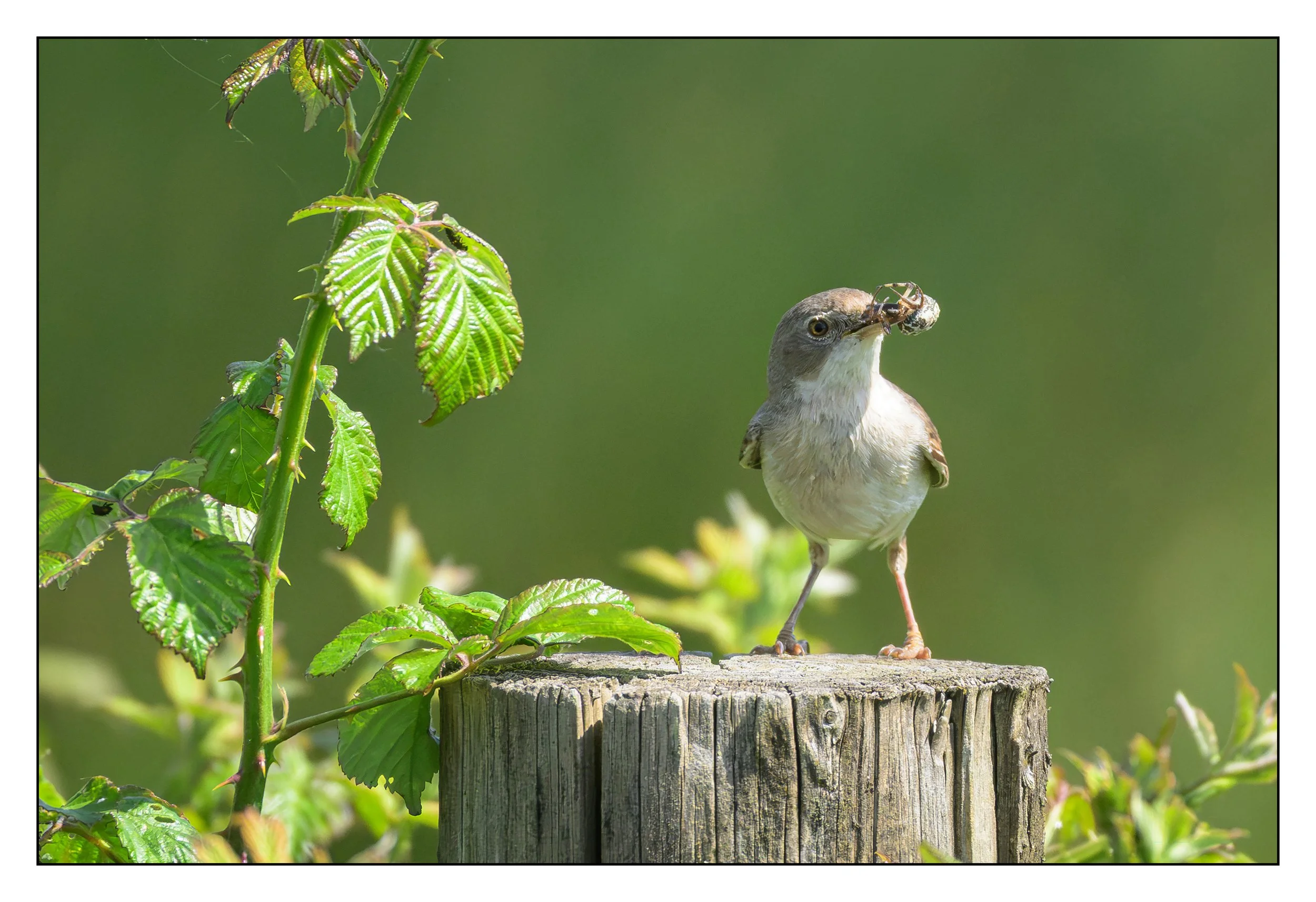 Song Birds_0032.jpg