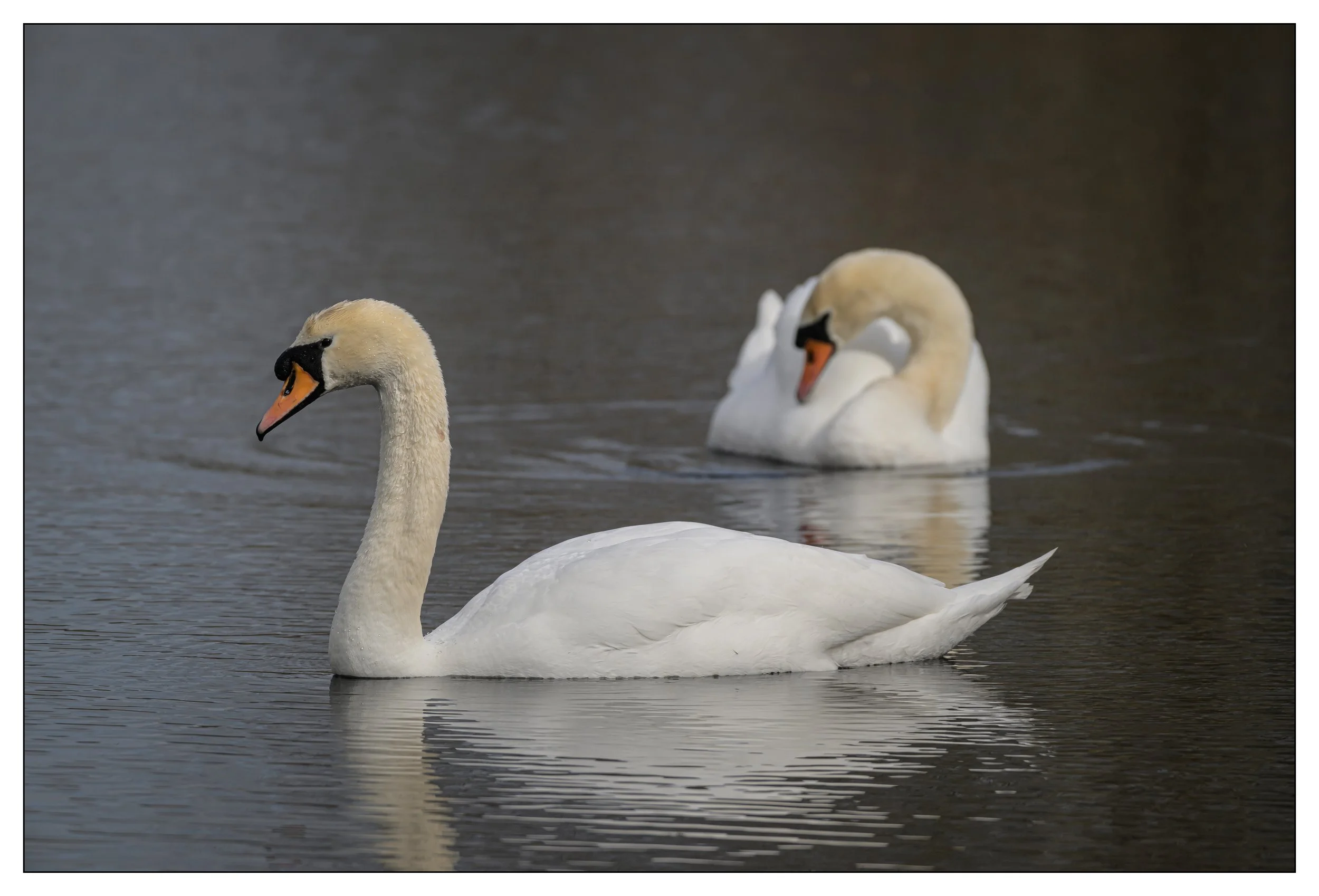 Mute Swan