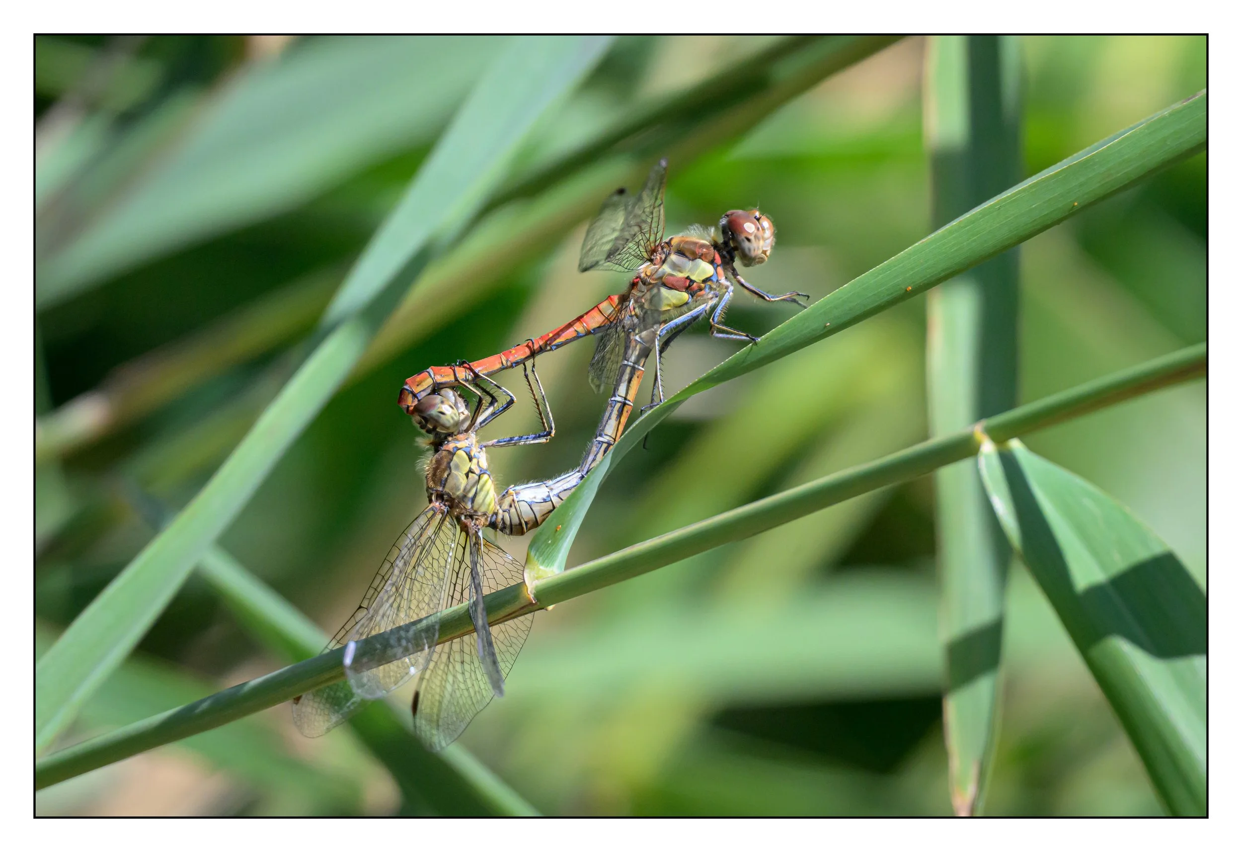 Common Darter